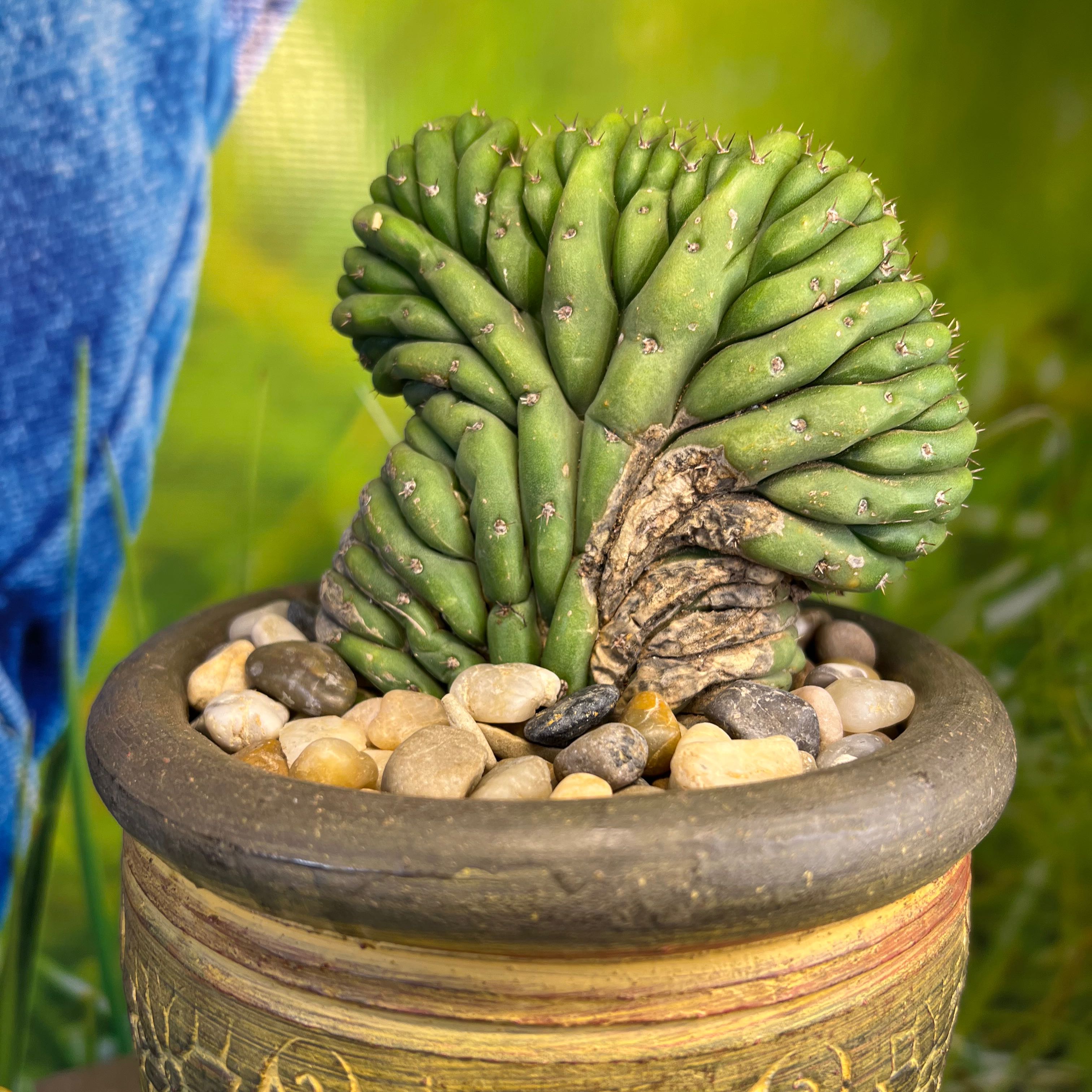 Photo of the plant species Crested San Pedro Cactus by @SirLiquorice named Achilles on Greg, the plant care app