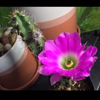Lady-Finger Hedgehog Cactus plant in Somewhere on Earth