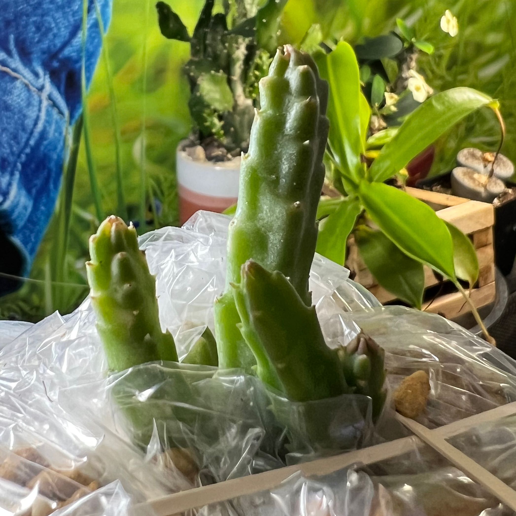 Zulu Giant plant with green, fleshy stems, surrounded by other plants and objects.