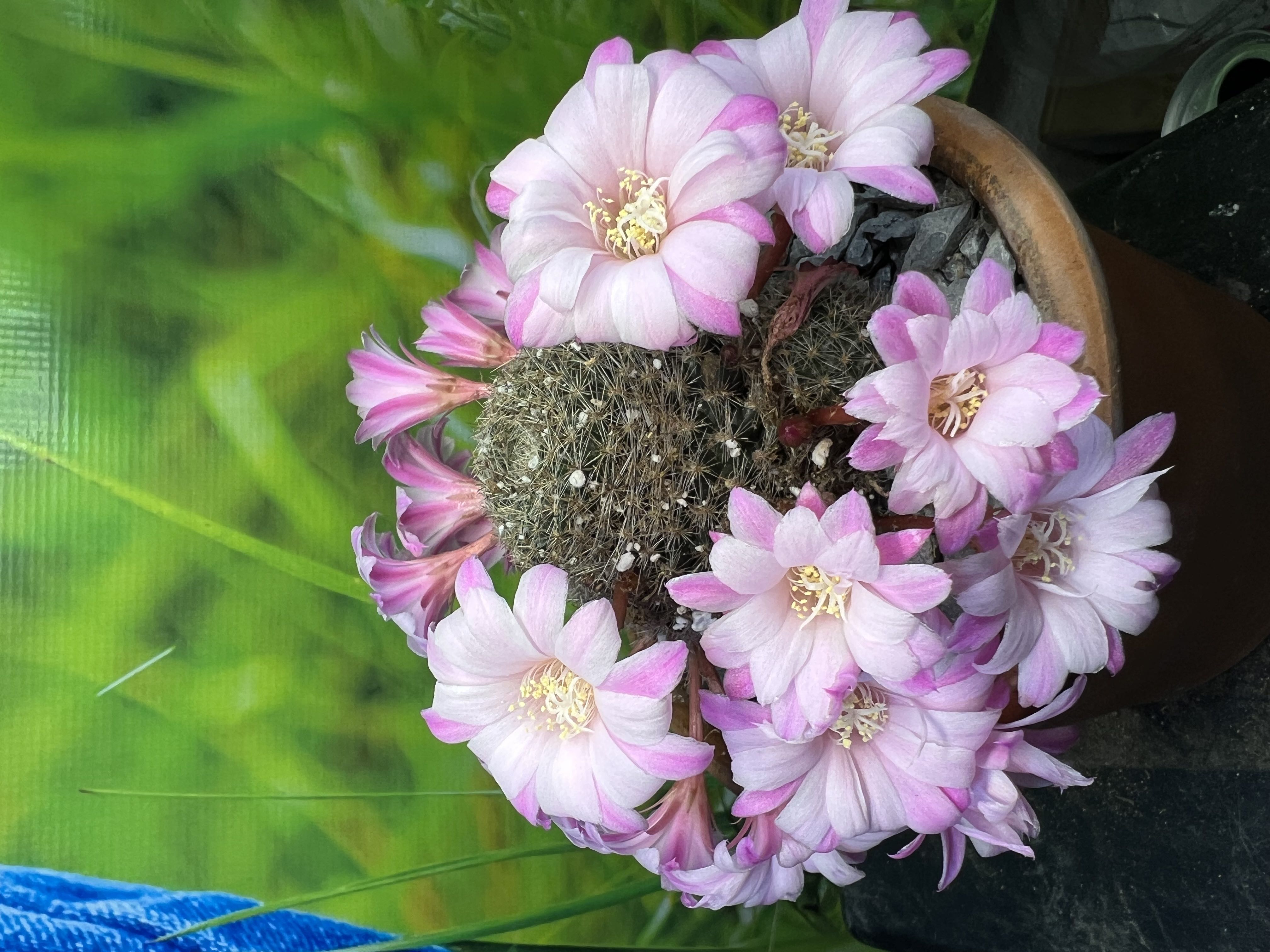 Photo from the post