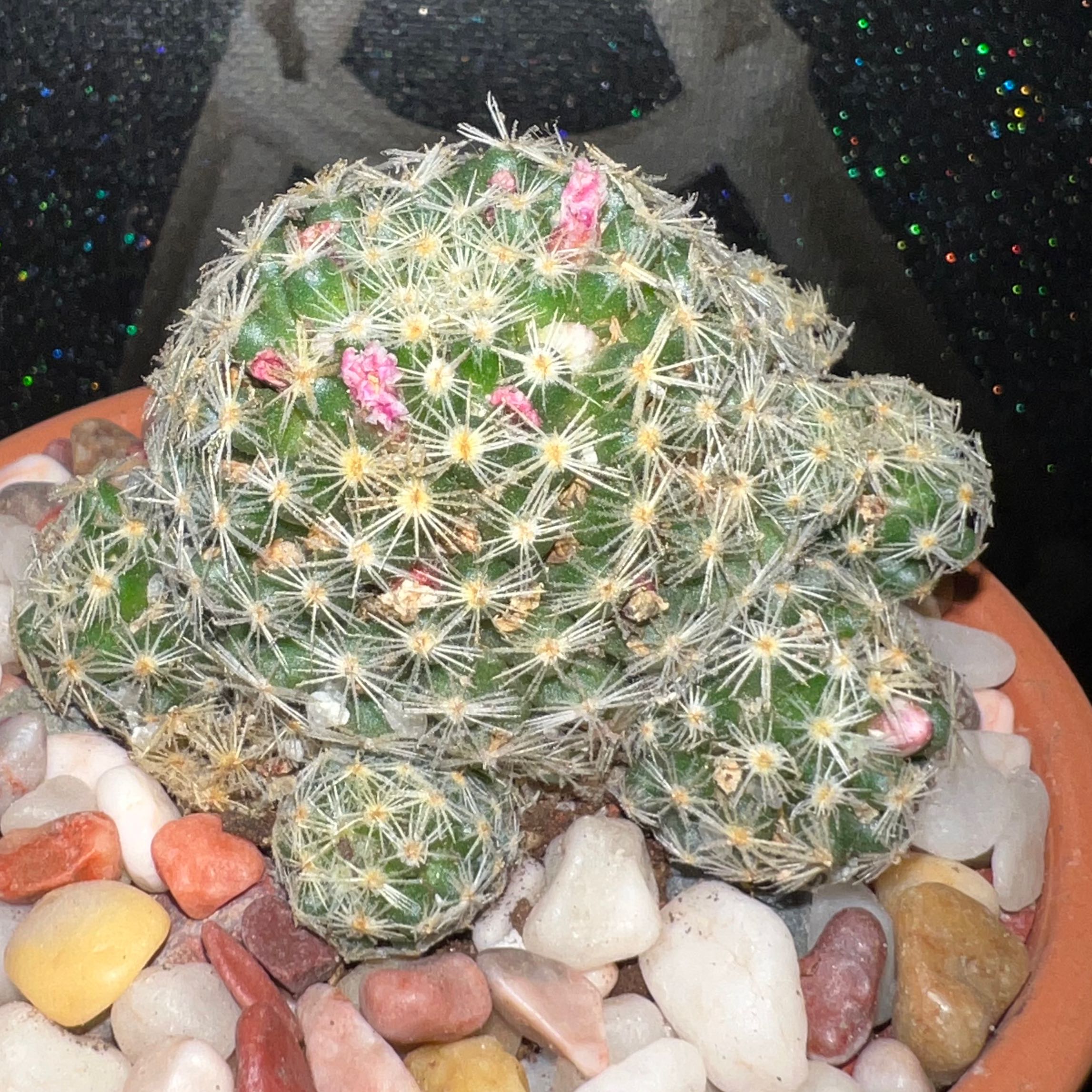 Photo of the plant species Mammillaria by @SirLiquorice named GT on Greg, the plant care app