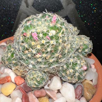Mammillaria plant in Somewhere on Earth
