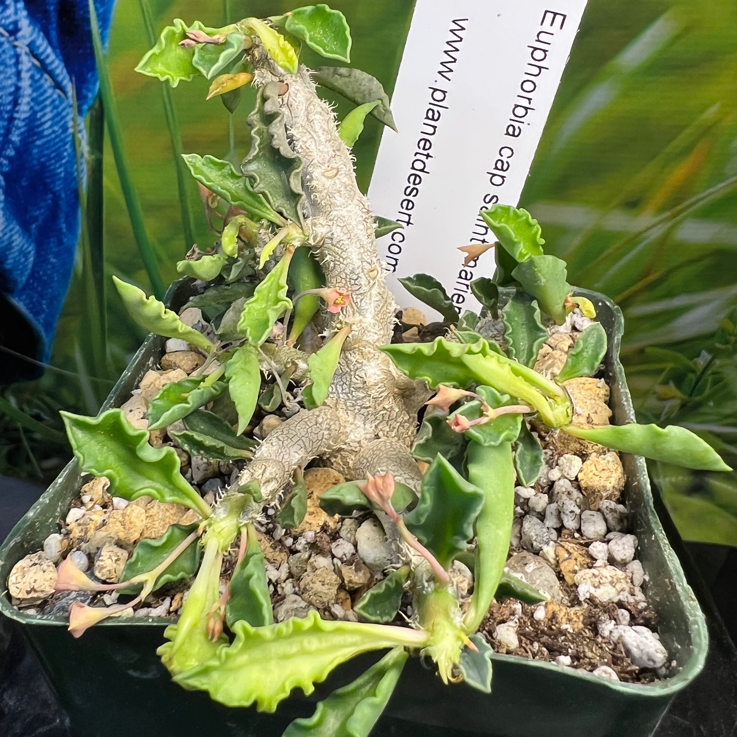 Photo of the plant species Euphorbia cap-saintemariensis by @SirLiquorice named Maya on Greg, the plant care app