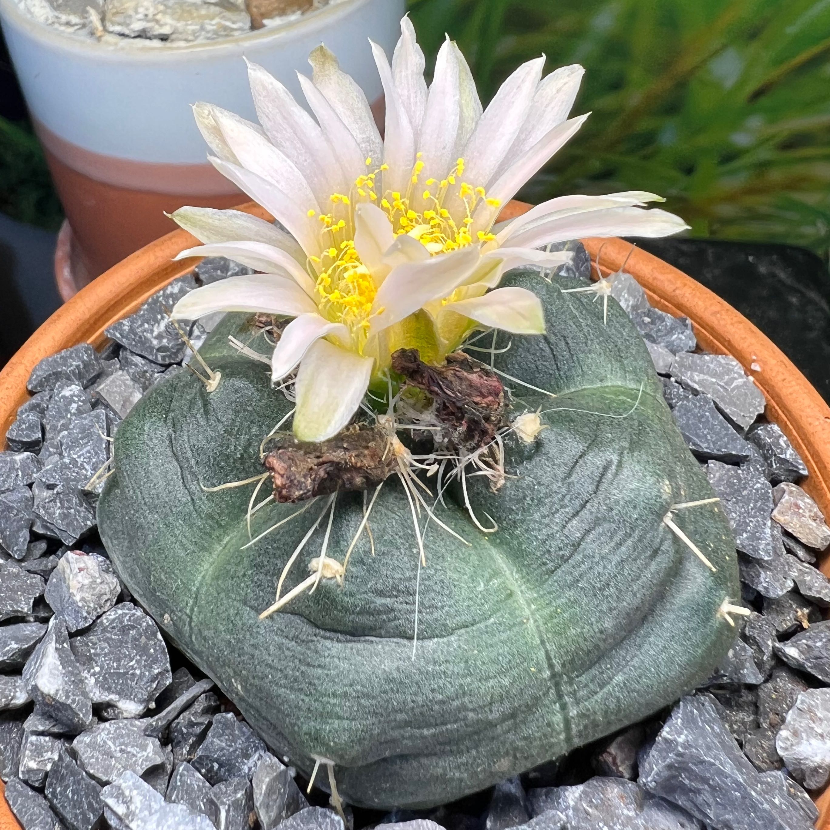 Photo of the plant species Echinocereus knippelanius by @SirLiquorice named Diana on Greg, the plant care app