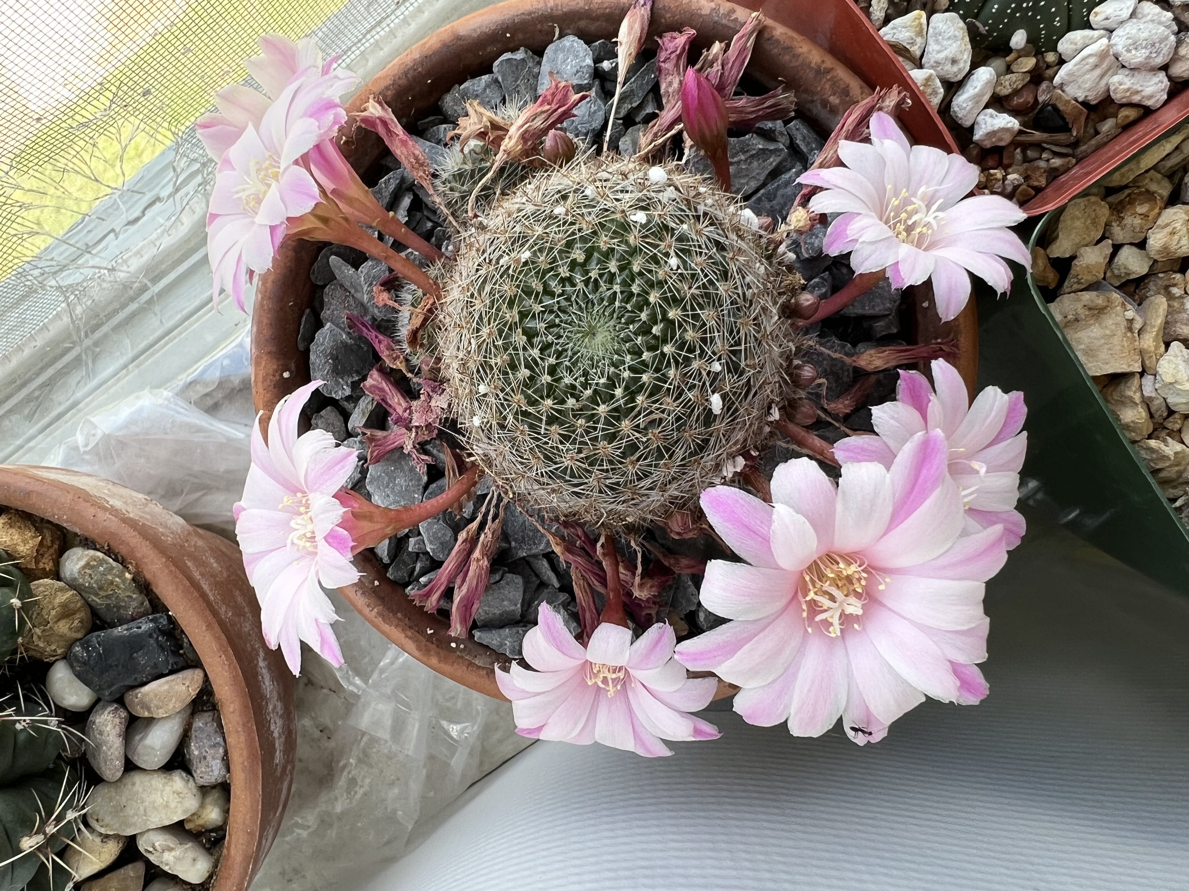 Photo from the post