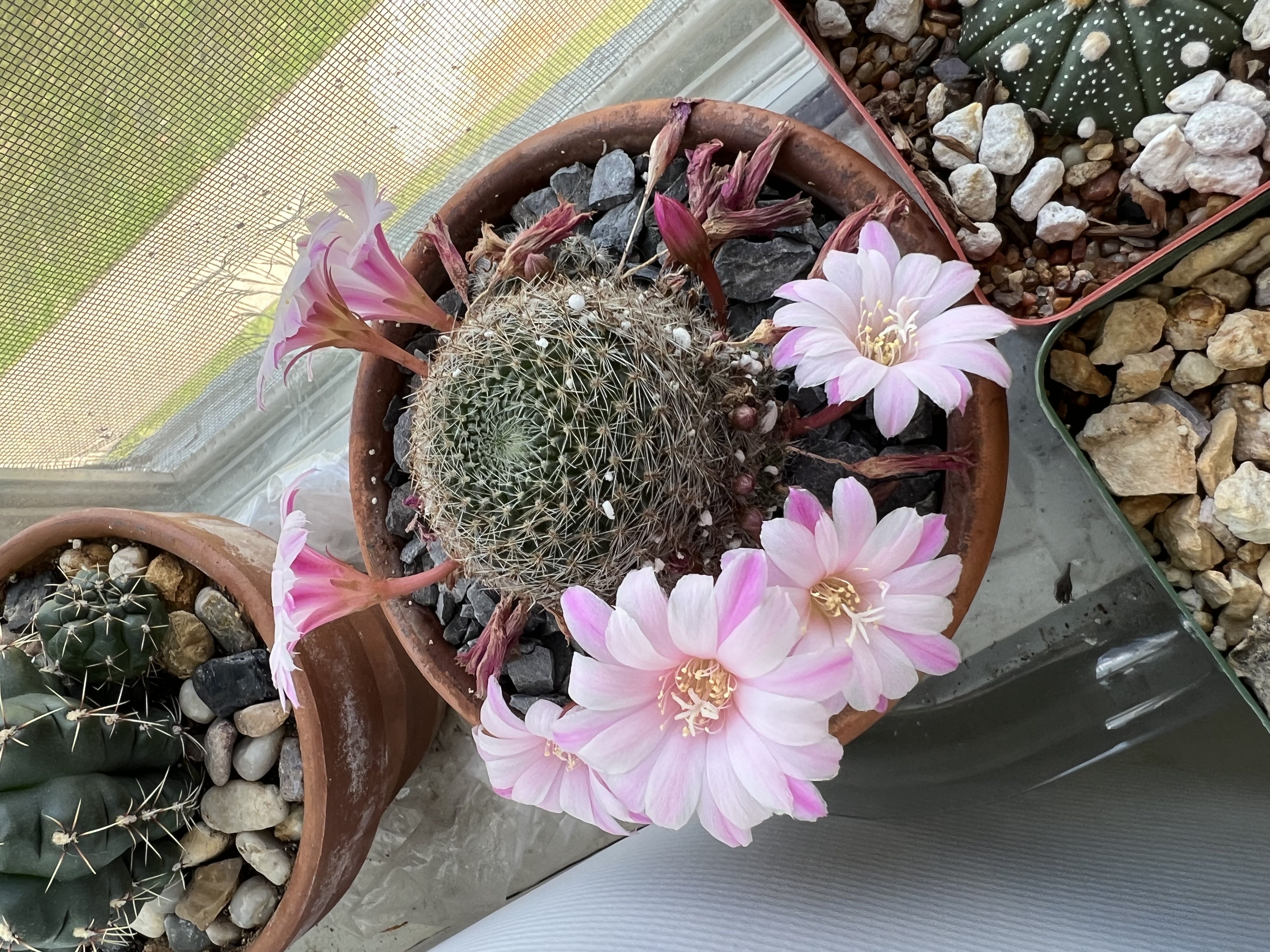 Photo from the post