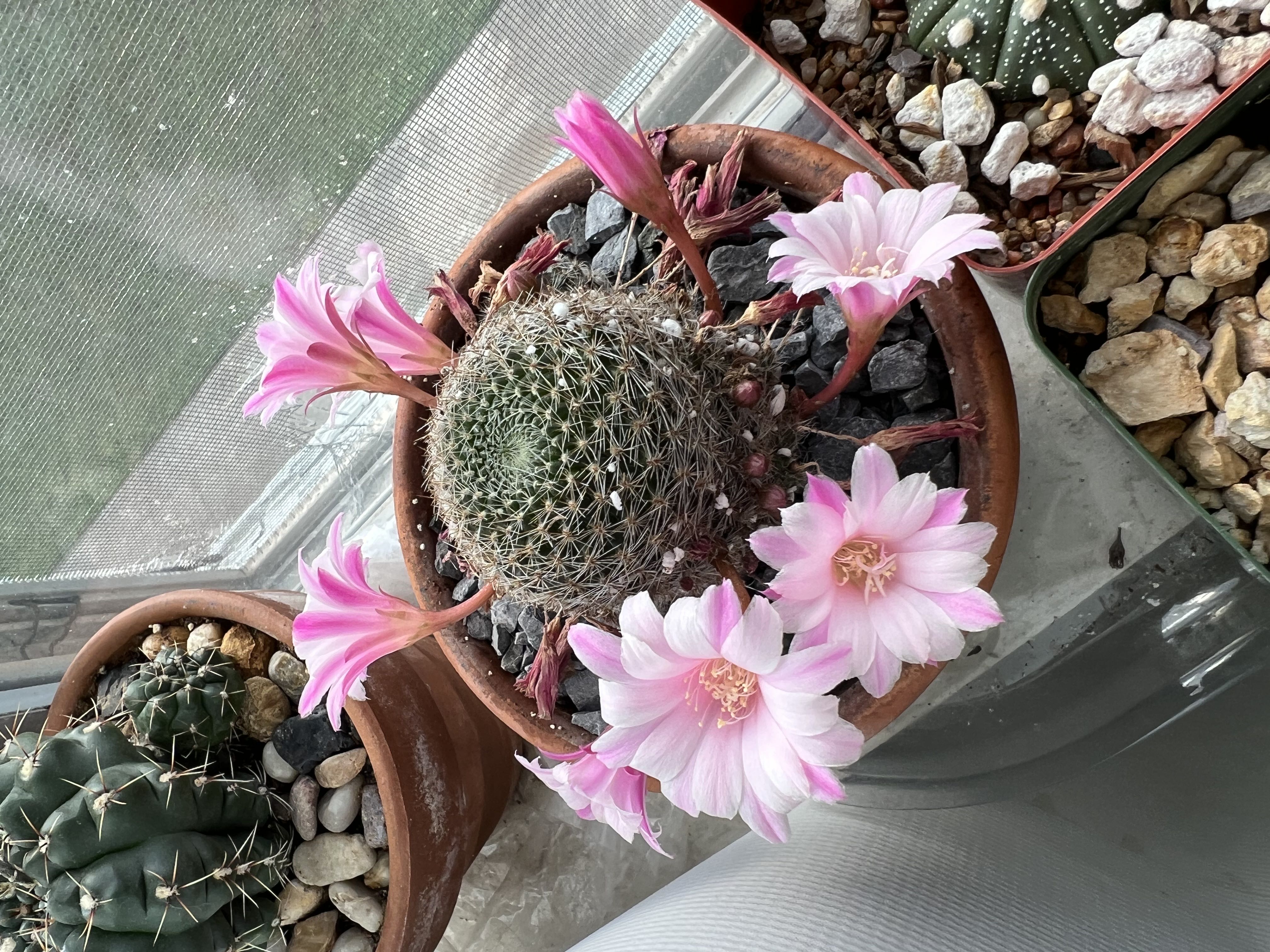 Photo from the post