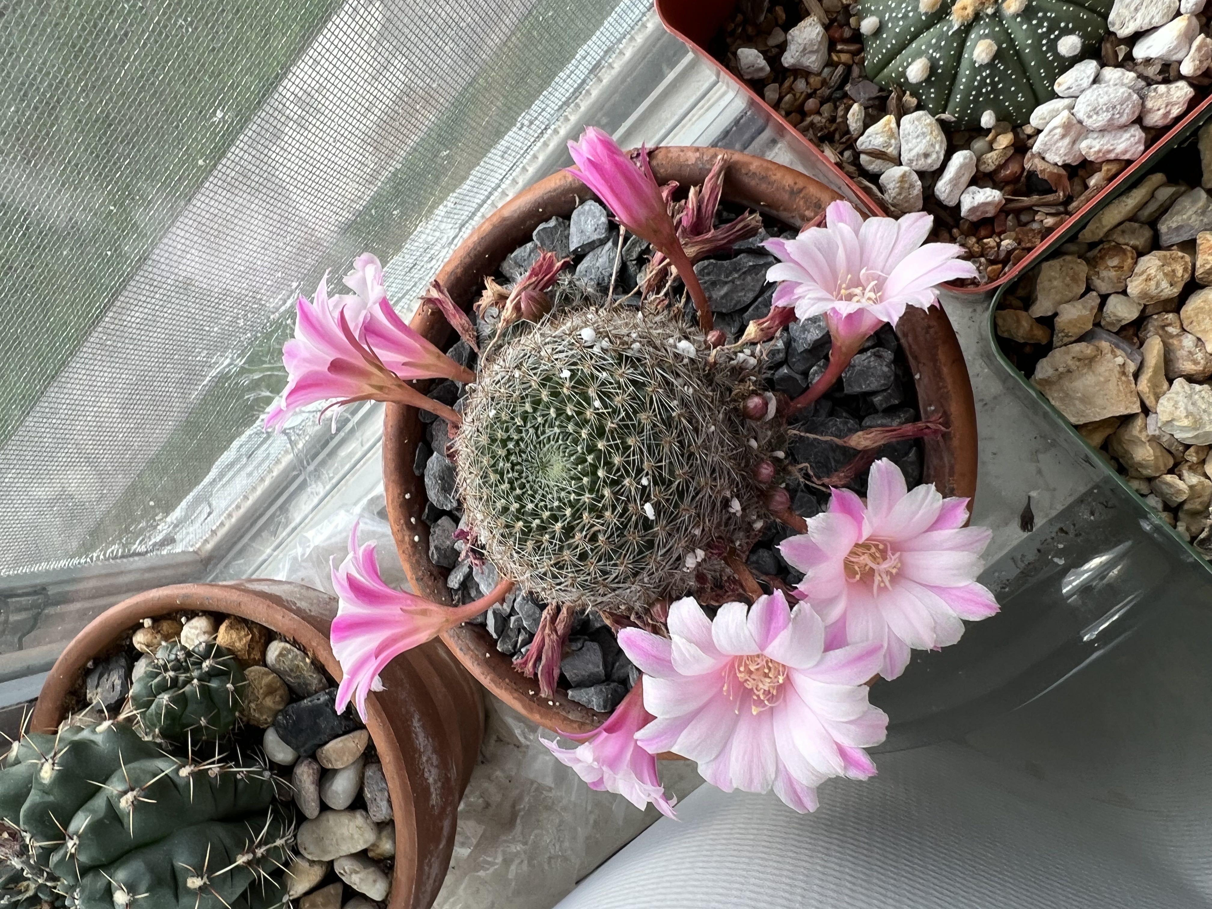 Photo from the post