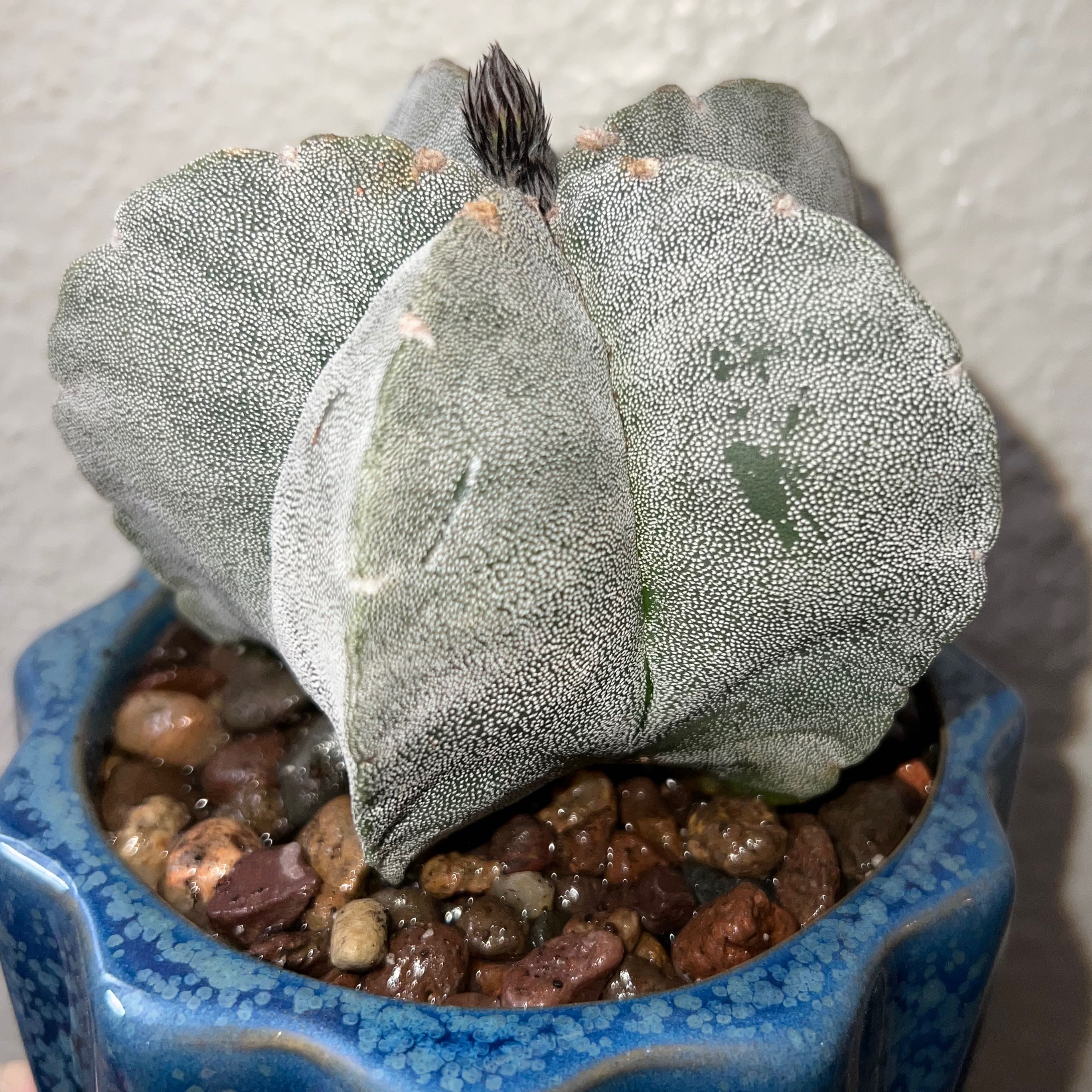 Bishop's Cap Cactus in a blue pot with rocky soil, well-framed and in focus.