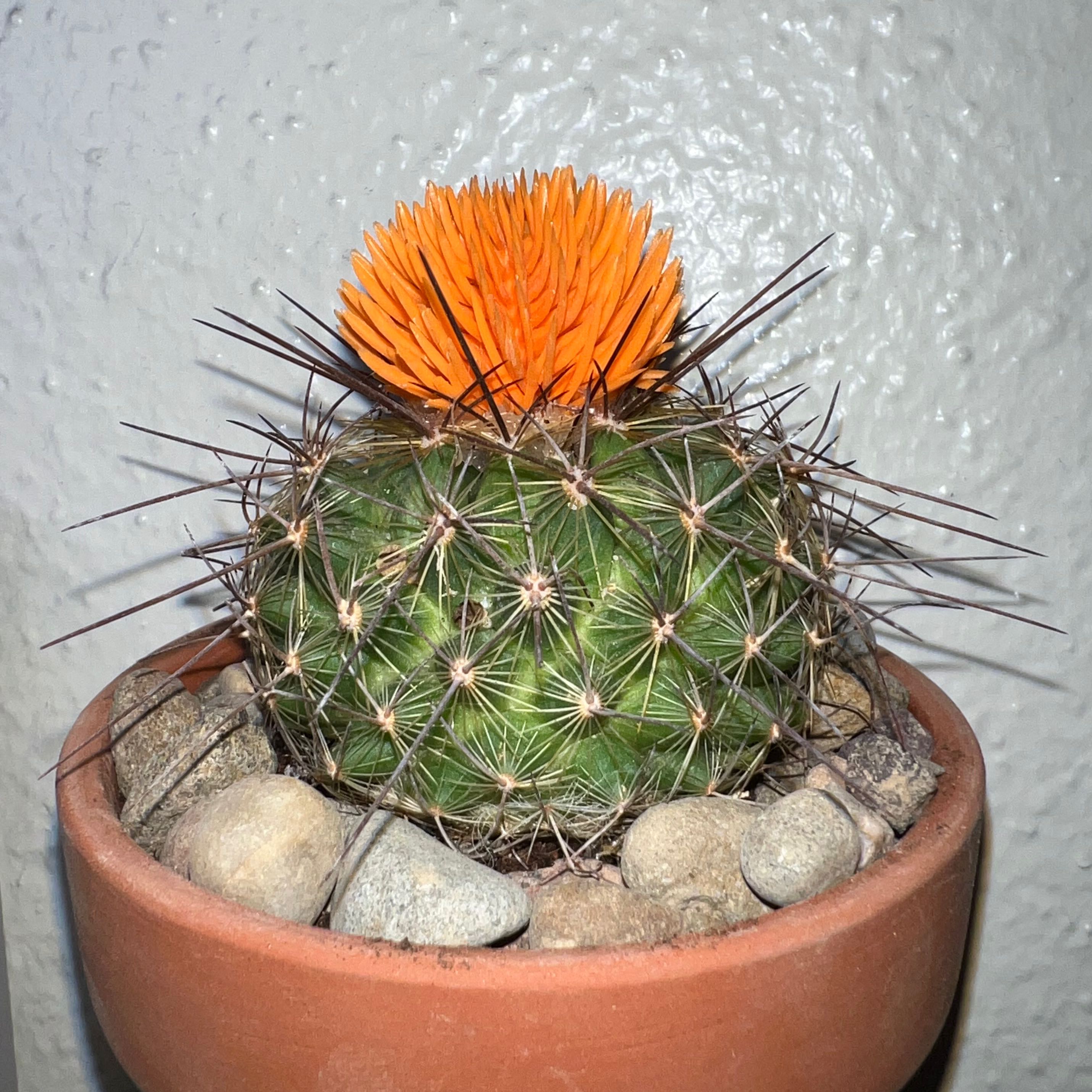 Mammillaria Melanocentra cactus with an orange flower in a terracotta pot.