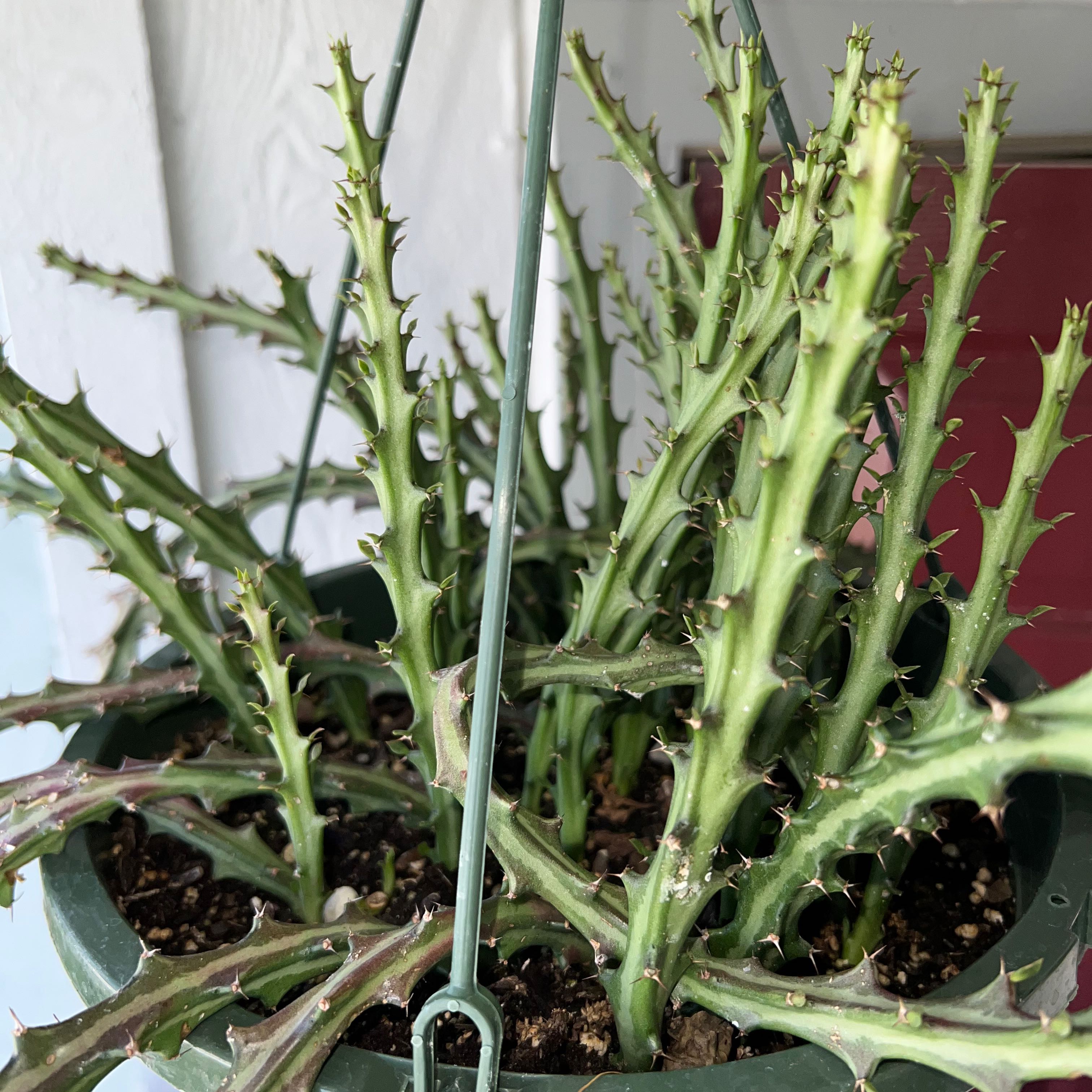 Photo of the plant species Striped Green Spurge by @SirLiquorice named Dax on Greg, the plant care app