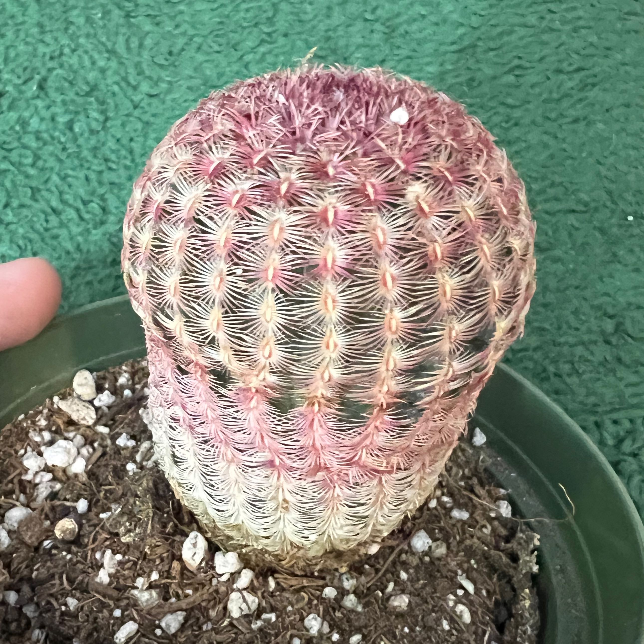 Arizona Rainbow Cactus with visible soil and slight discoloration at the base.