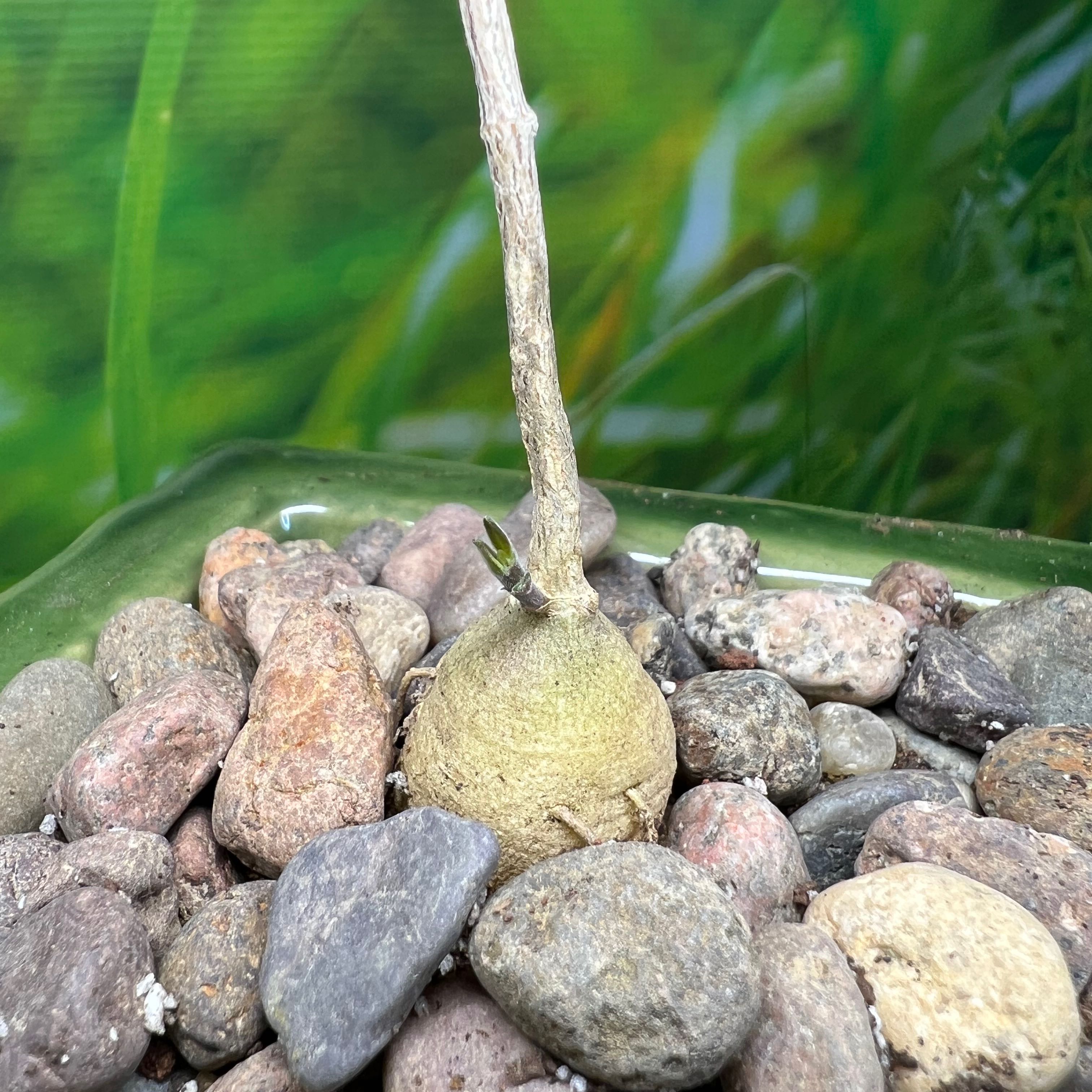 Photo of the plant species Raphionacme flanaganii by @SirLiquorice named Raff on Greg, the plant care app