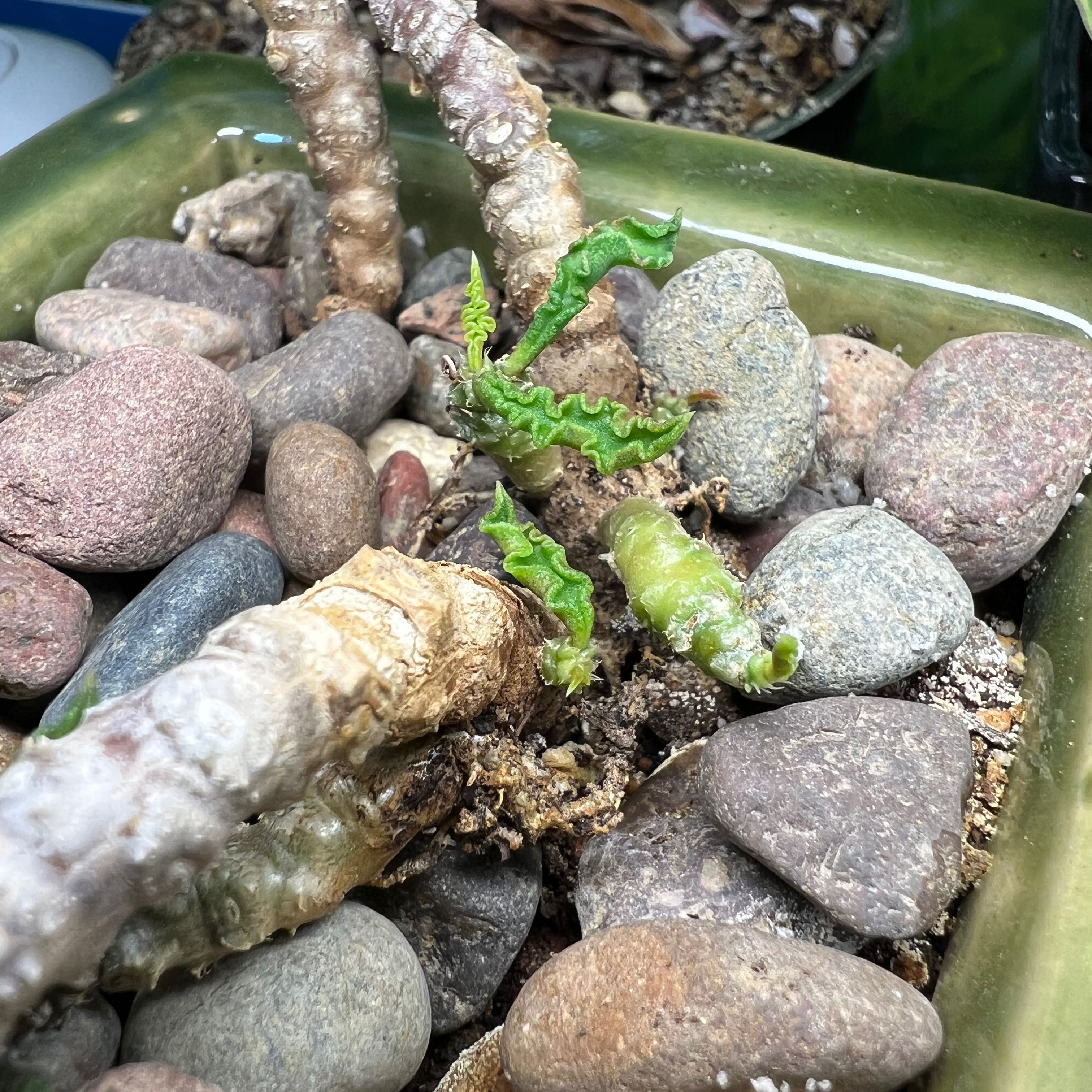 Photo of the plant species Euphorbia Decaryi v. Spirosticha by @SirLiquorice named Sahara on Greg, the plant care app