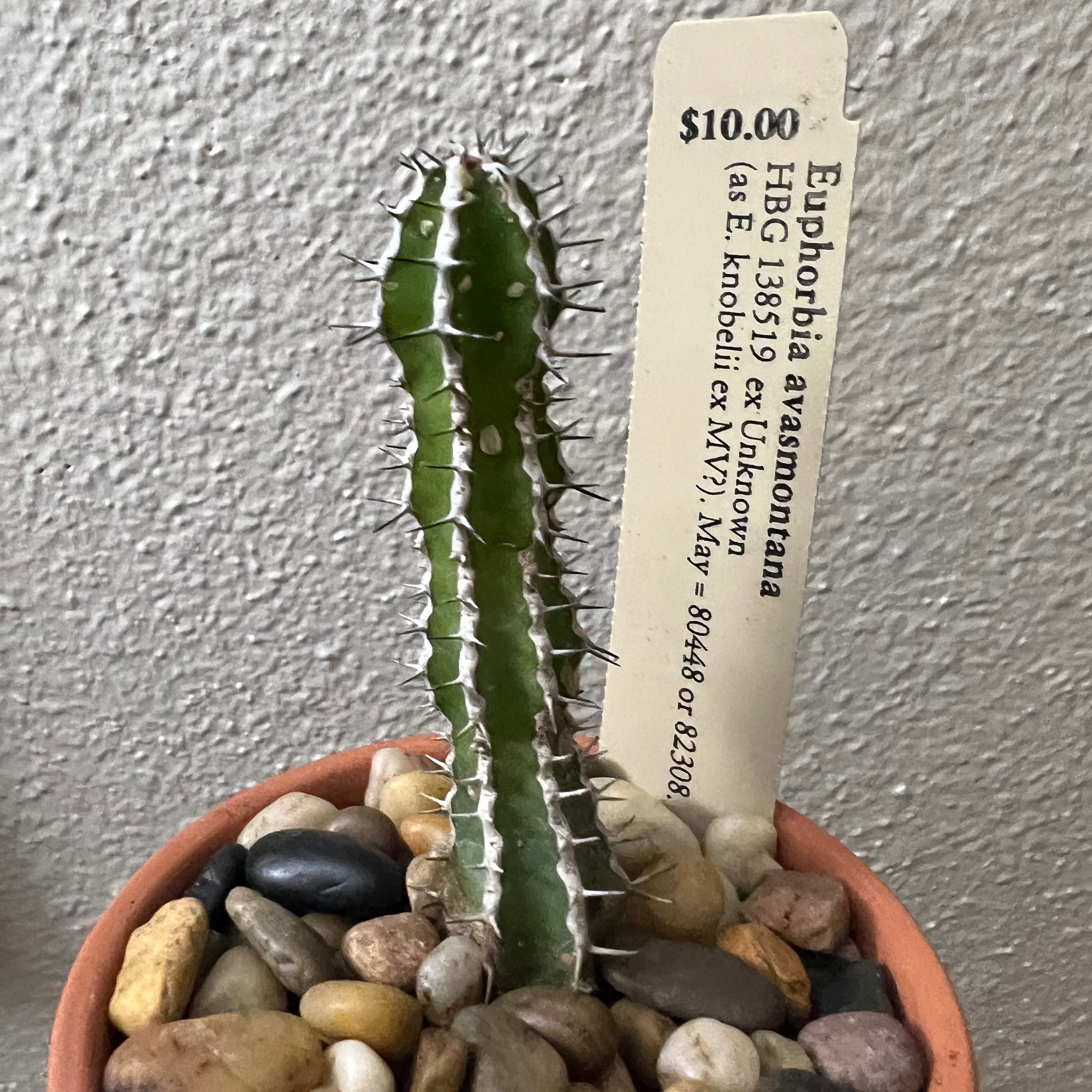 Photo of the plant species Slender Candelabra Euphoria by @SirLiquorice named Einstein on Greg, the plant care app