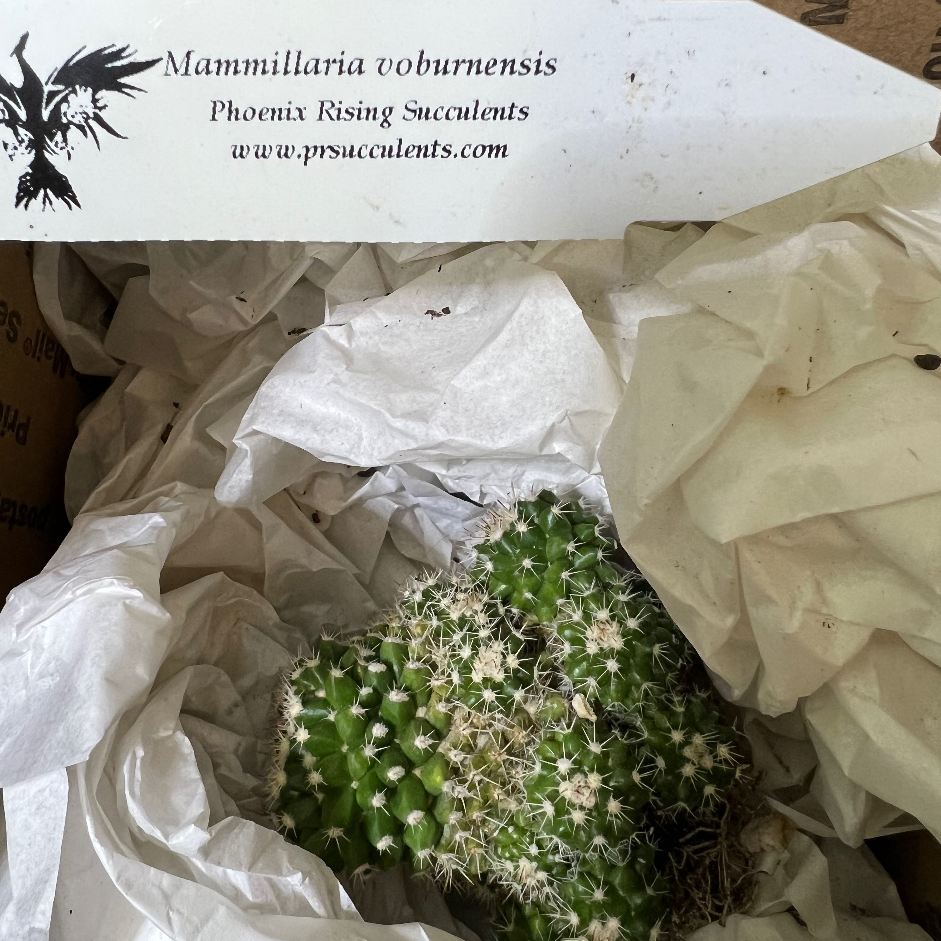 Photo of the plant species Mammillaria voburnensis by @SirLiquorice named Beckham on Greg, the plant care app