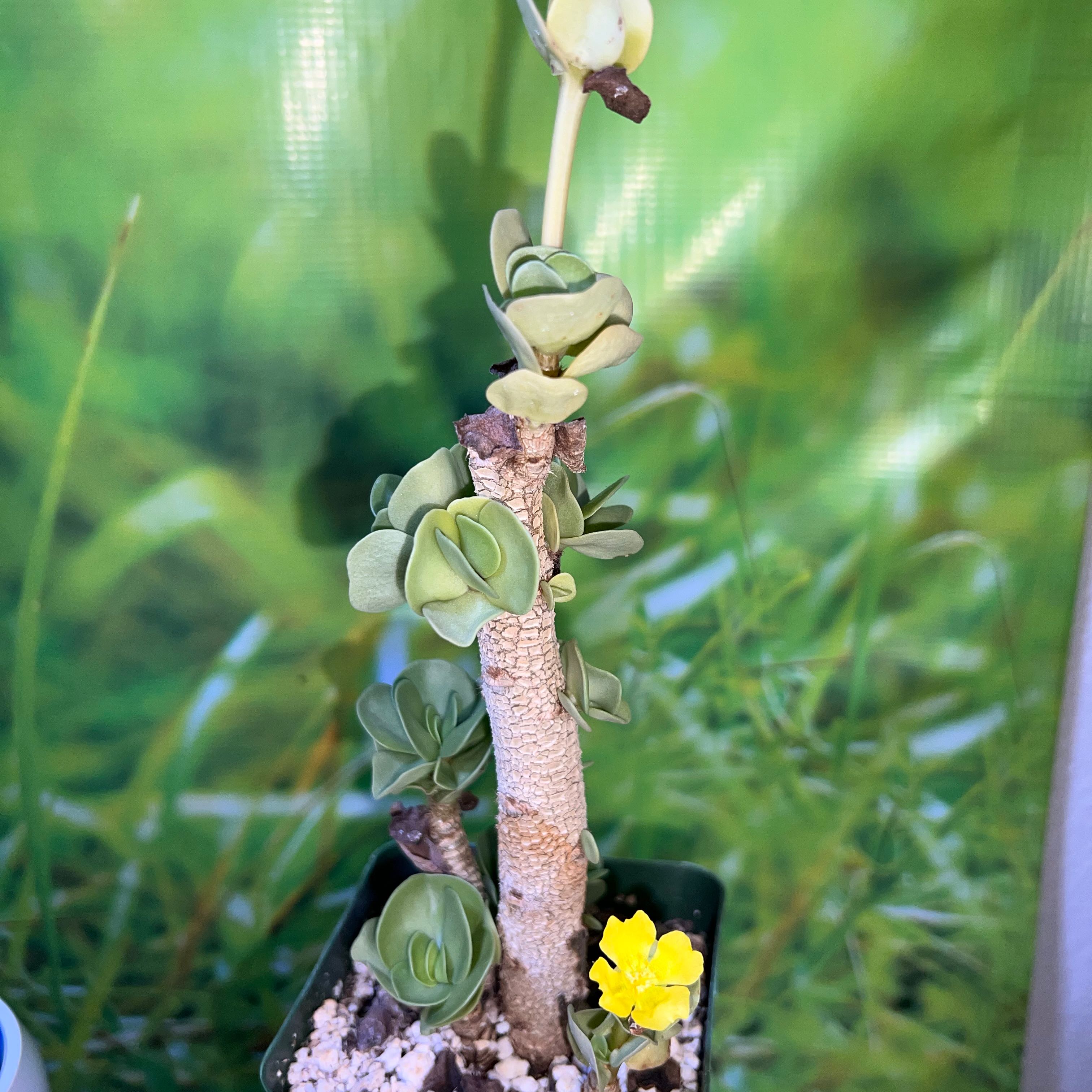 Image of a healthy 'Ihi plant with a yellow flower and visible soil.