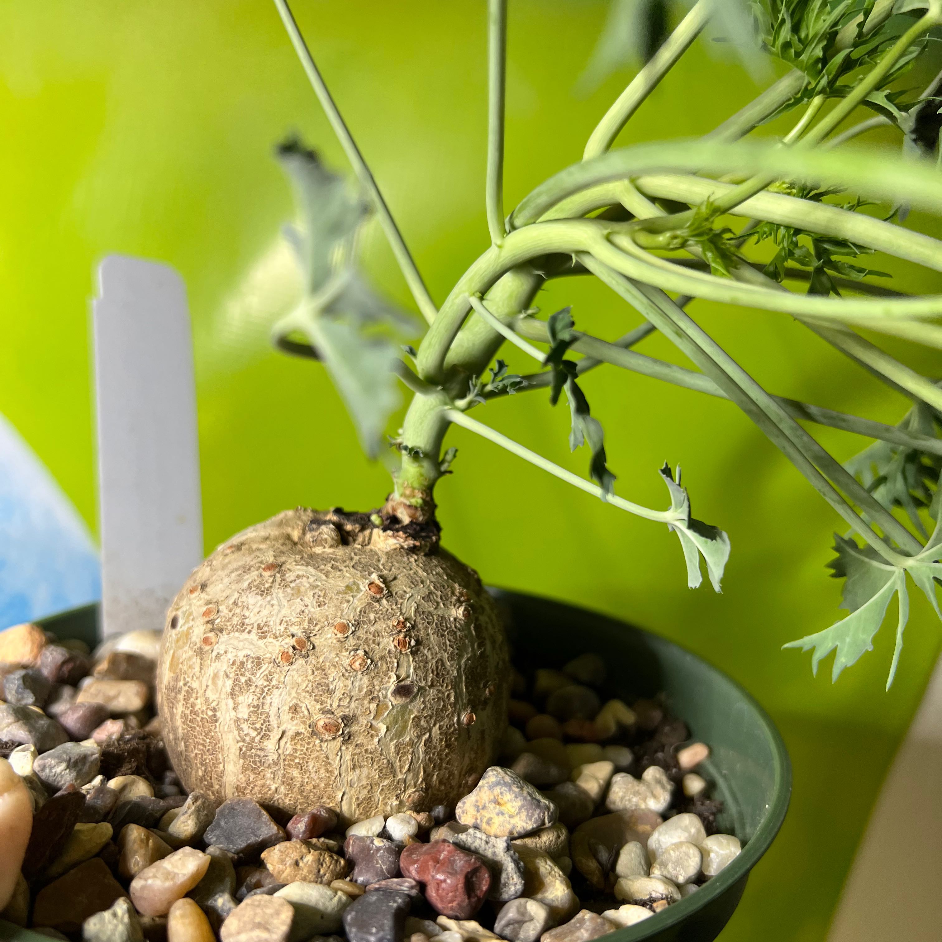 Photo of the plant species Berlandier's Nettlespurge by @SirLiquorice named Sigmund on Greg, the plant care app