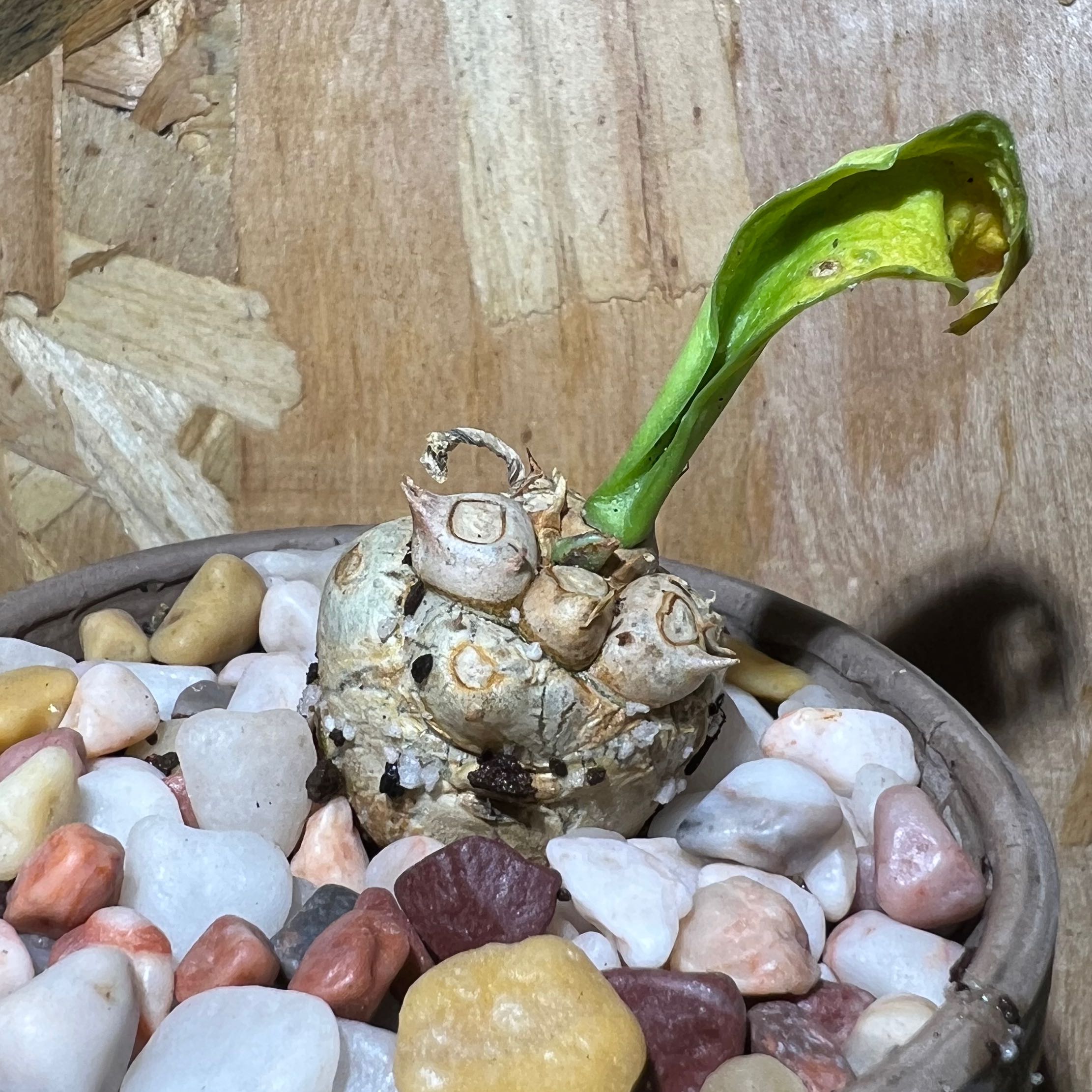 Photo of the plant species Euphorbia poissonii by @SirLiquorice named Clooney on Greg, the plant care app