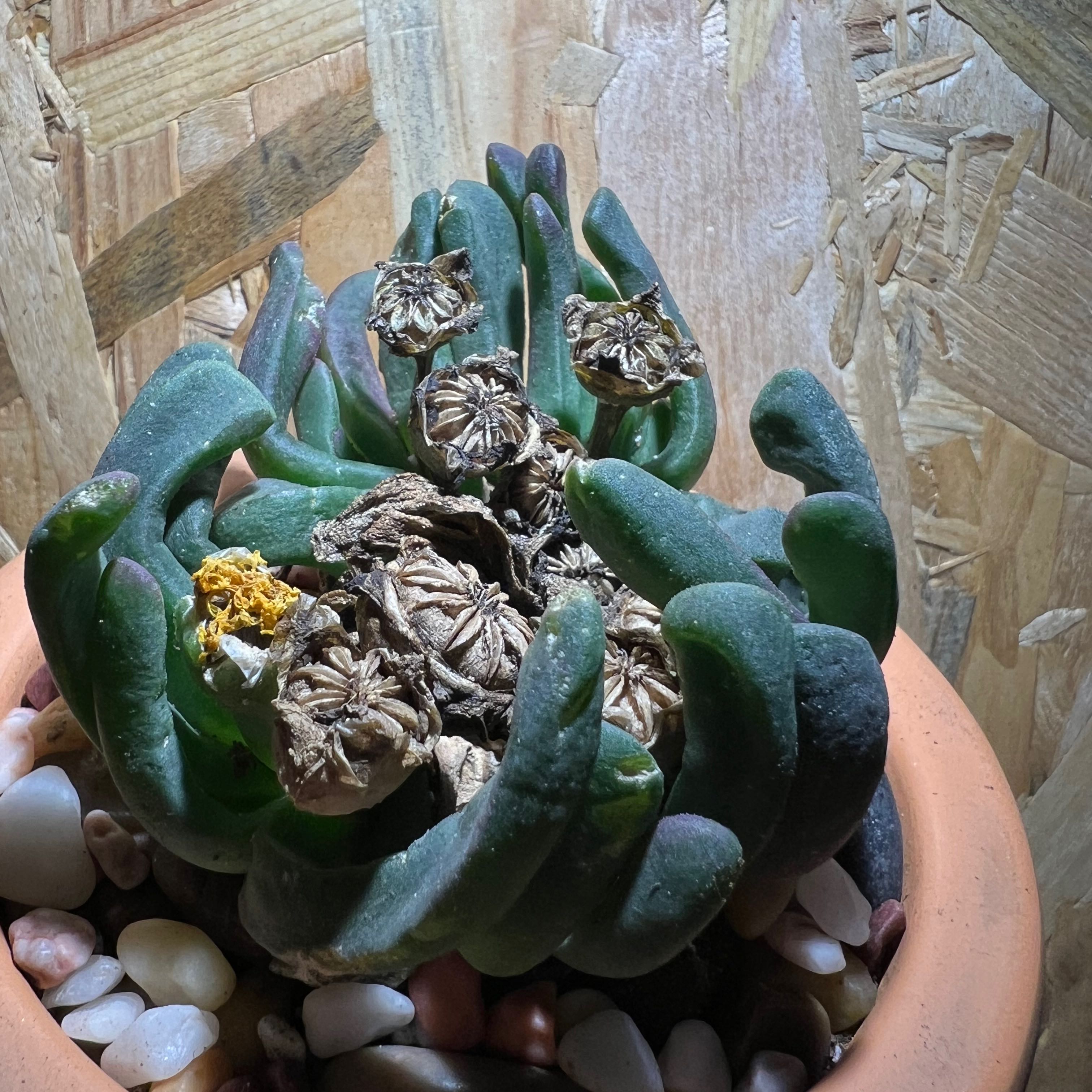 Photo of the plant species Glottiphyllum longum by @SirLiquorice named Zabolotskii on Greg, the plant care app