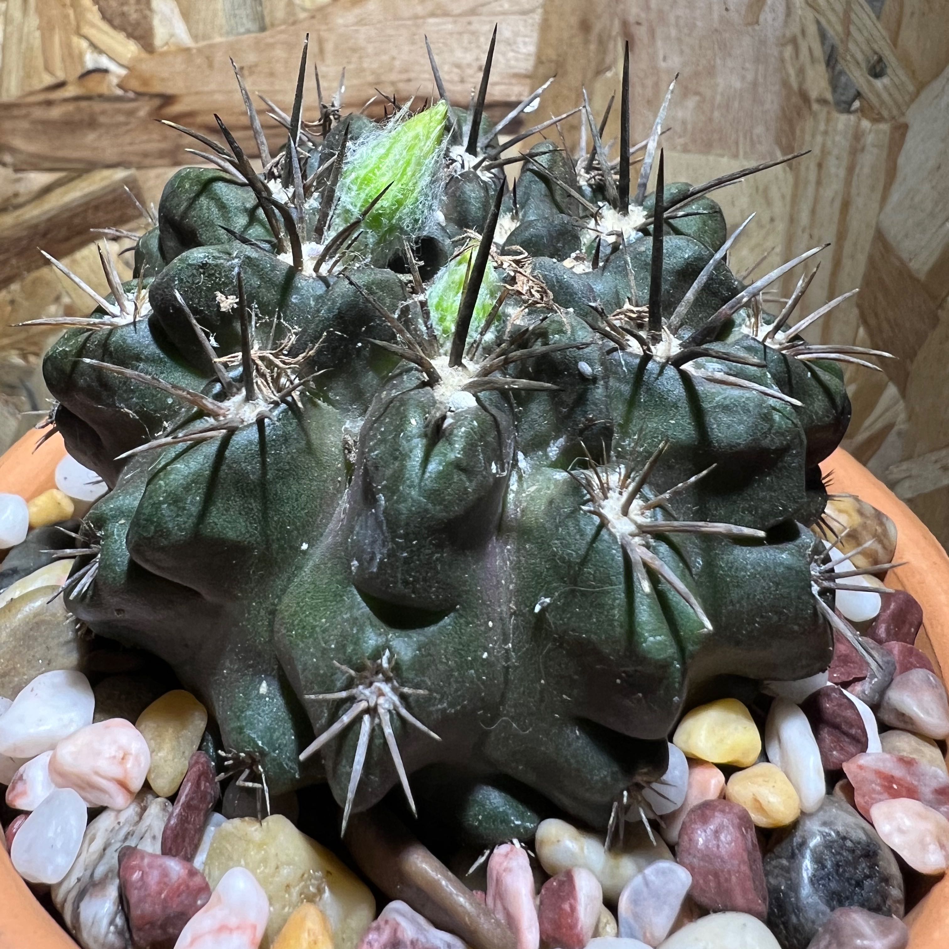 Photo of the plant species Neochilenia cachytaensis by @SirLiquorice named Morgan Treeman on Greg, the plant care app