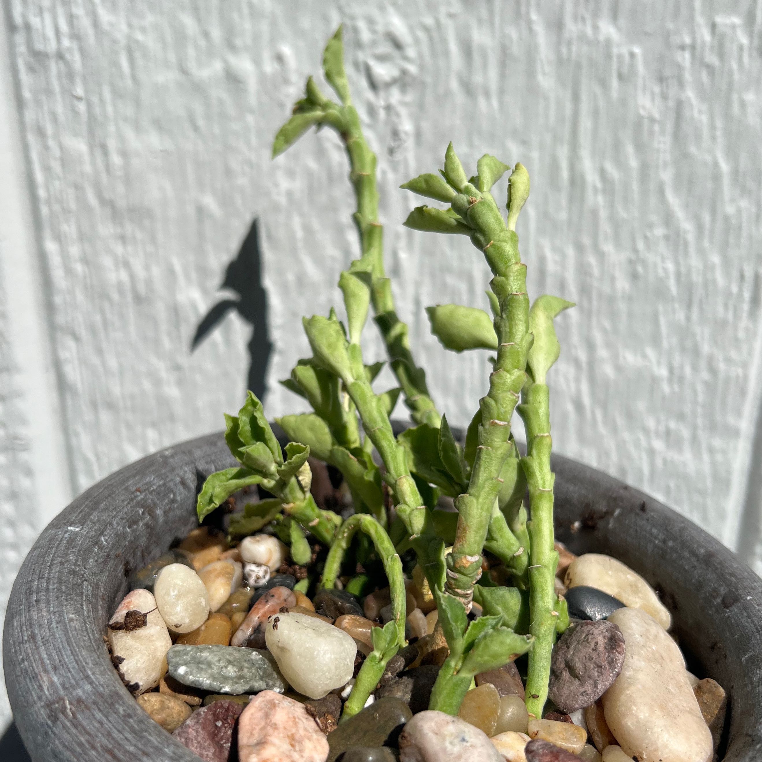 Photo of the plant species Monadenium Rhizophora by @SirLiquorice named Bodhi on Greg, the plant care app