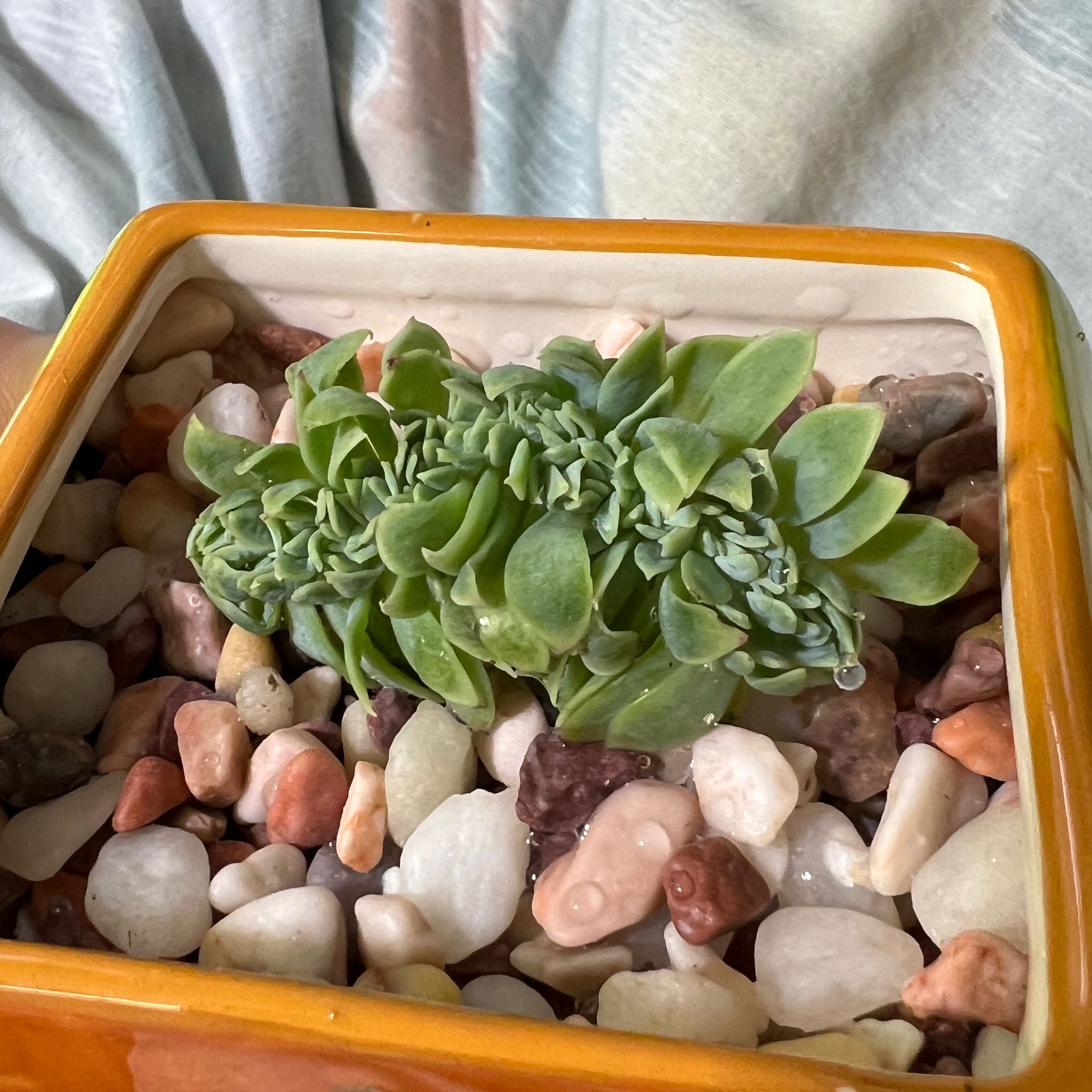 Photo of the plant species Echeveria 'Tuxpan Cristata' by @SirLiquorice named Gates on Greg, the plant care app