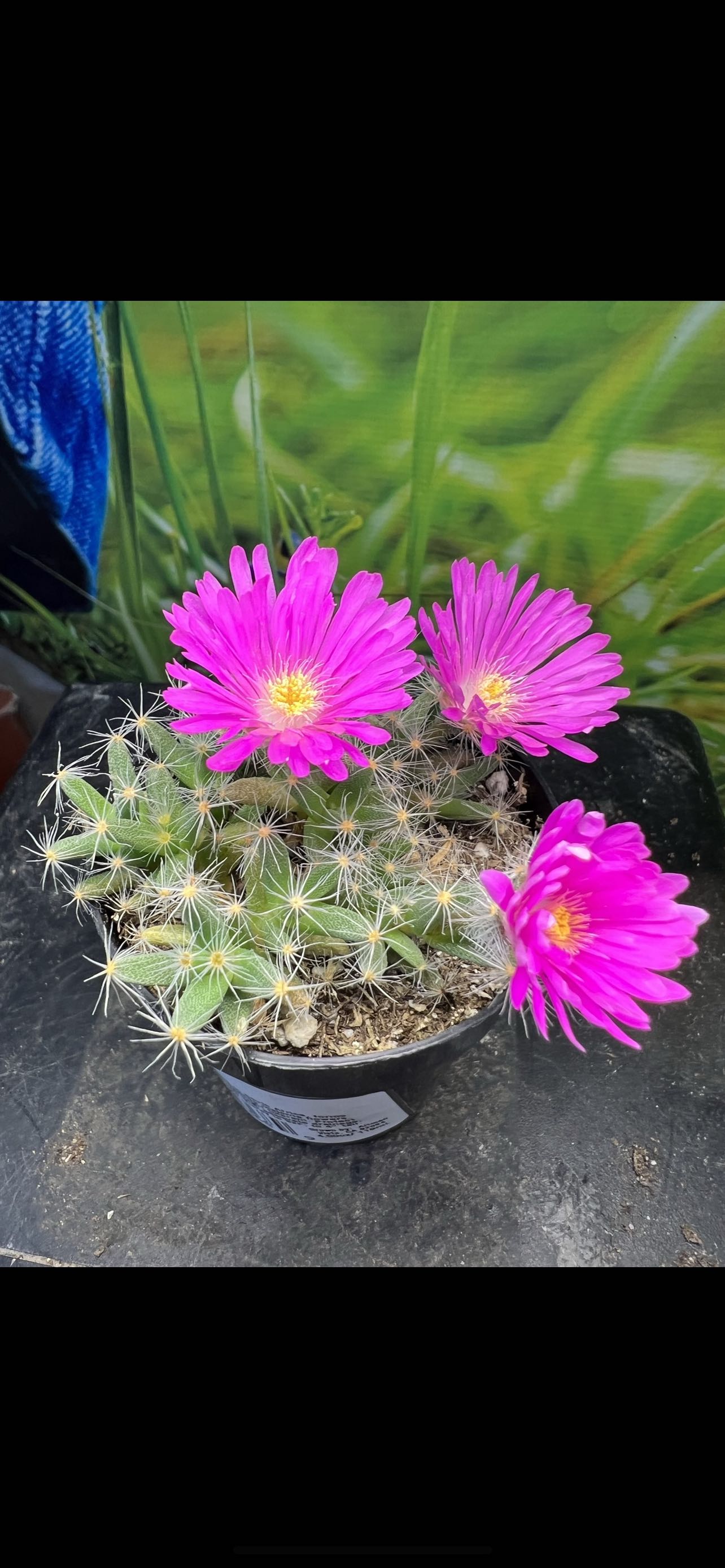 Photo from the post