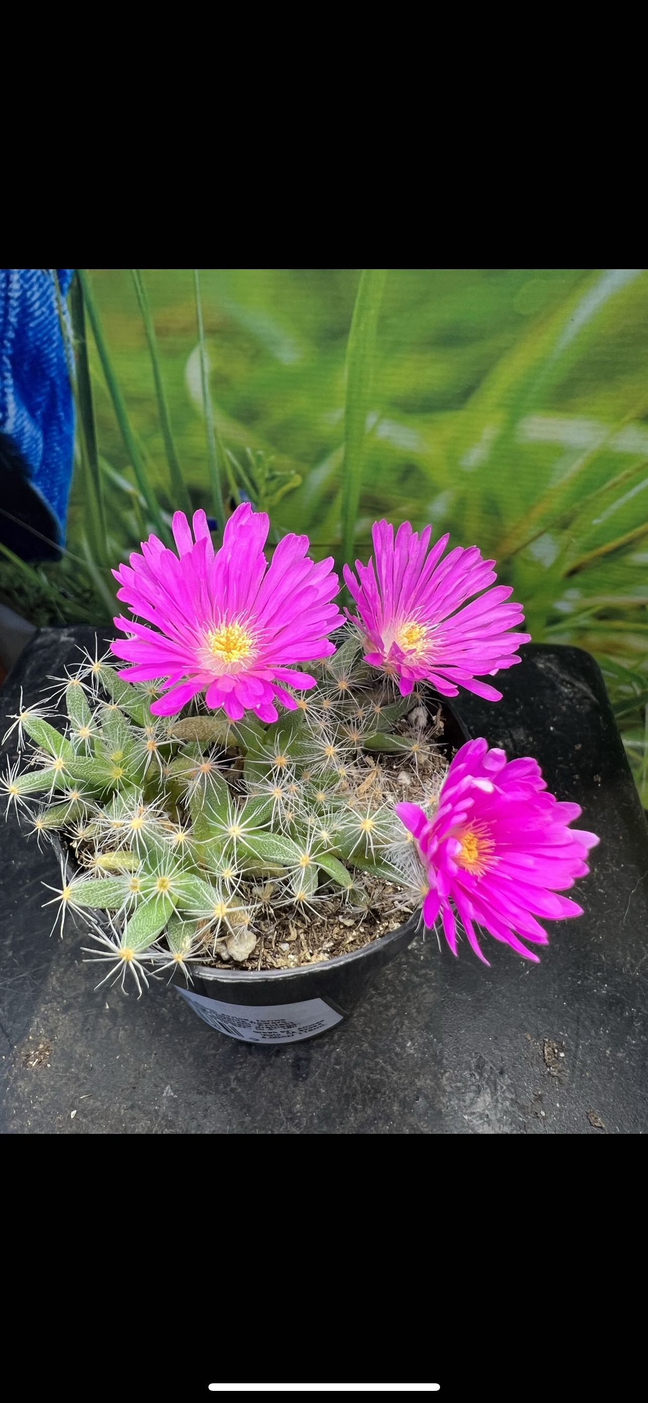 Photo from the post