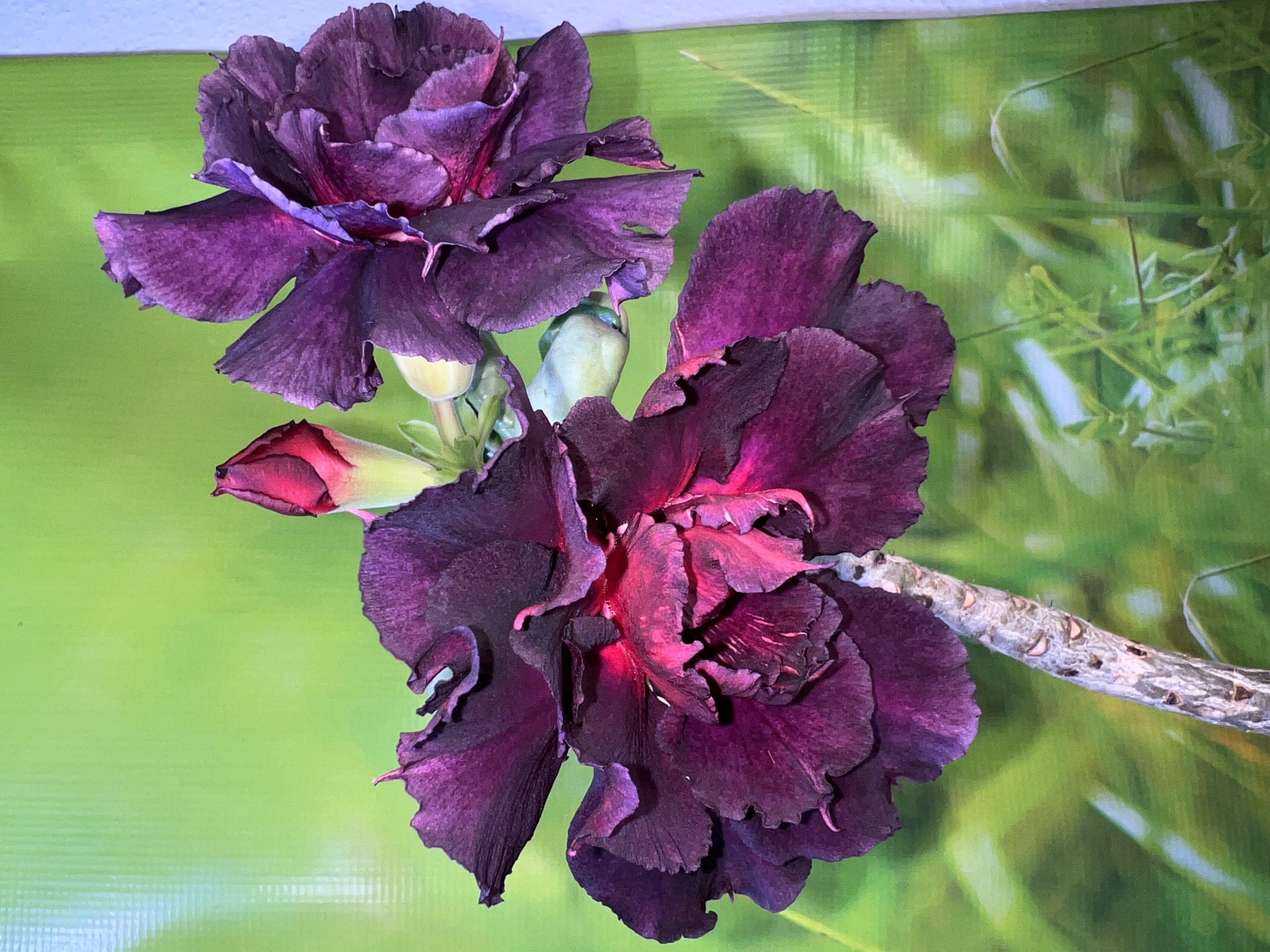 Photo from the post