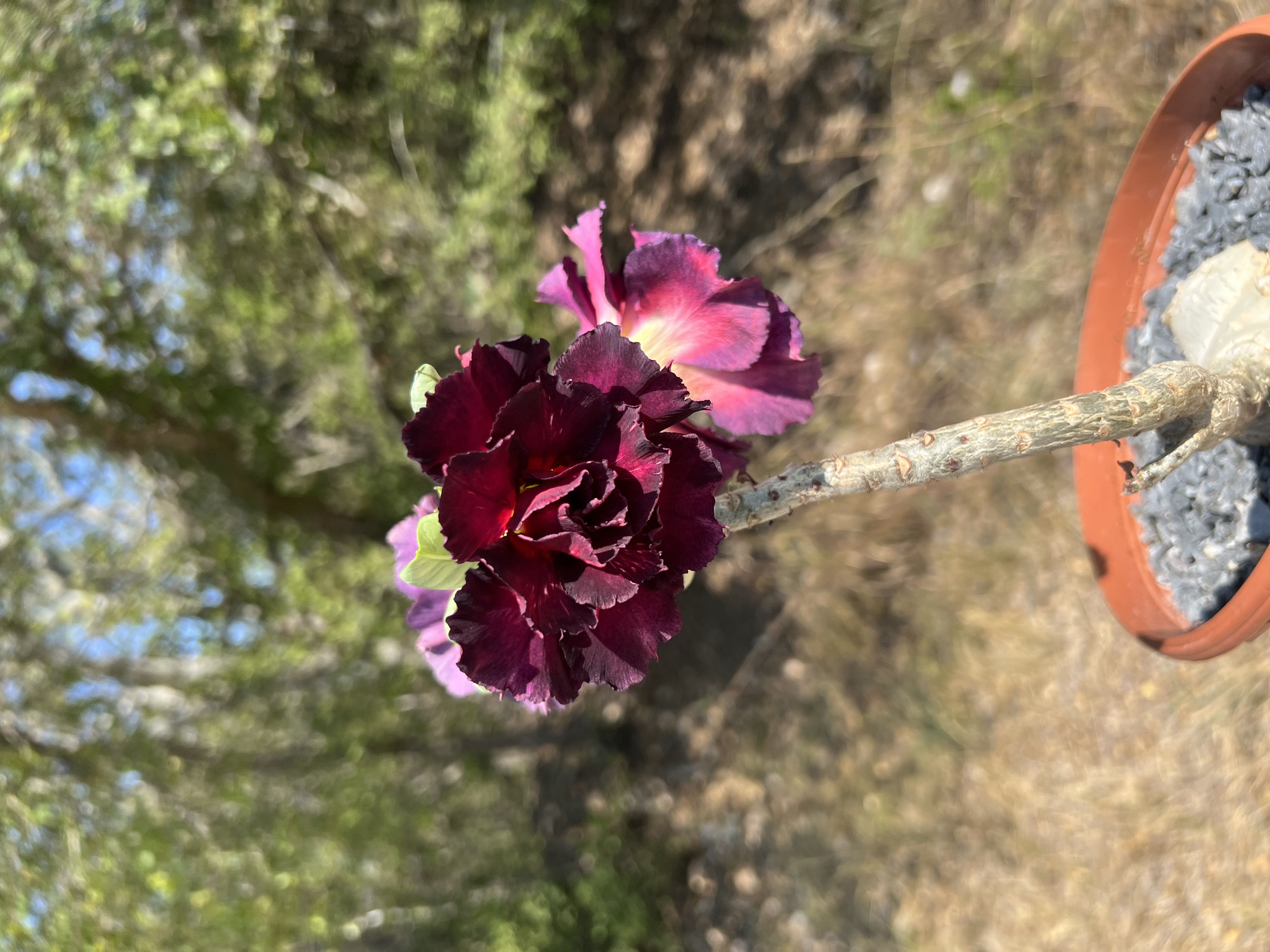 Photo from the post