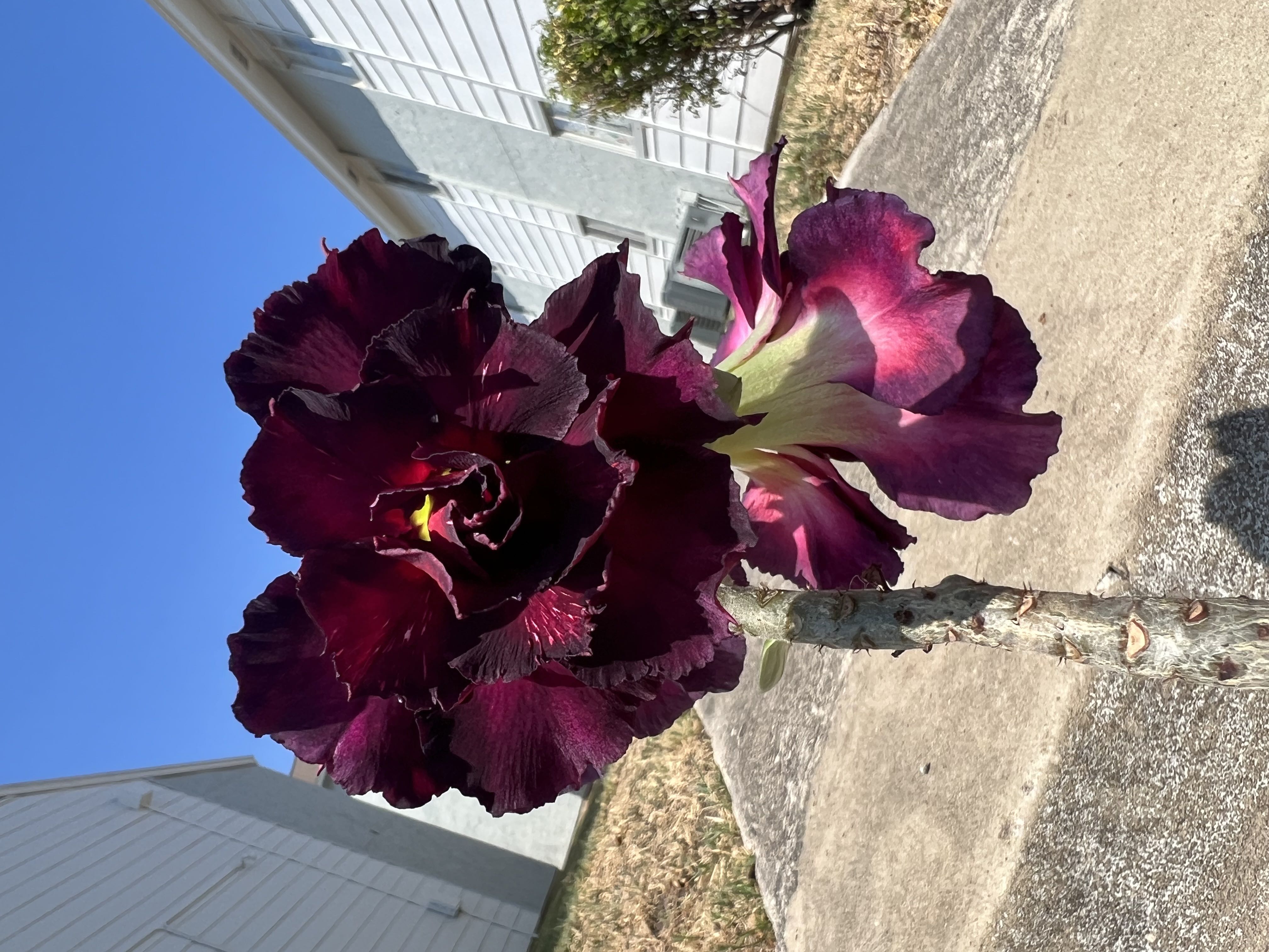 Photo from the post