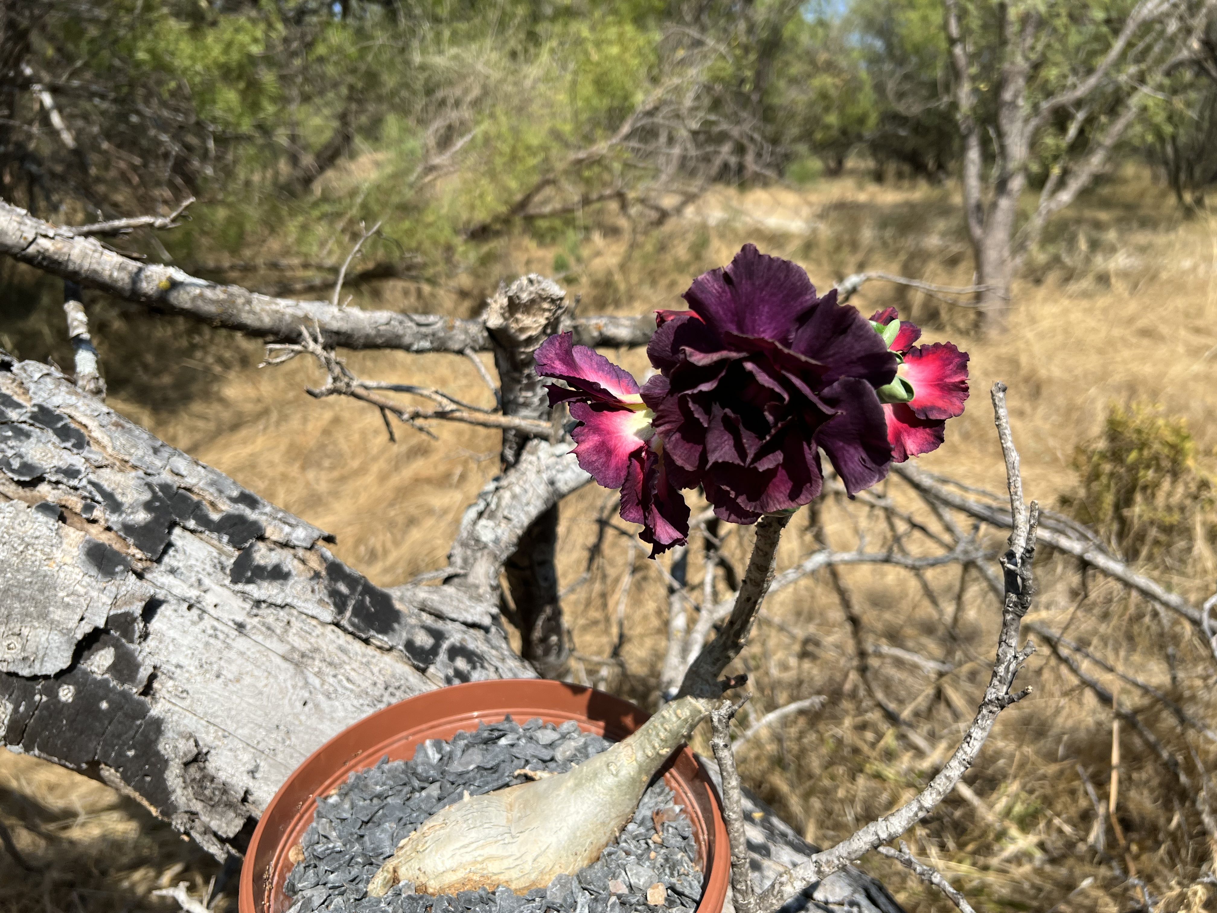 Photo from the post