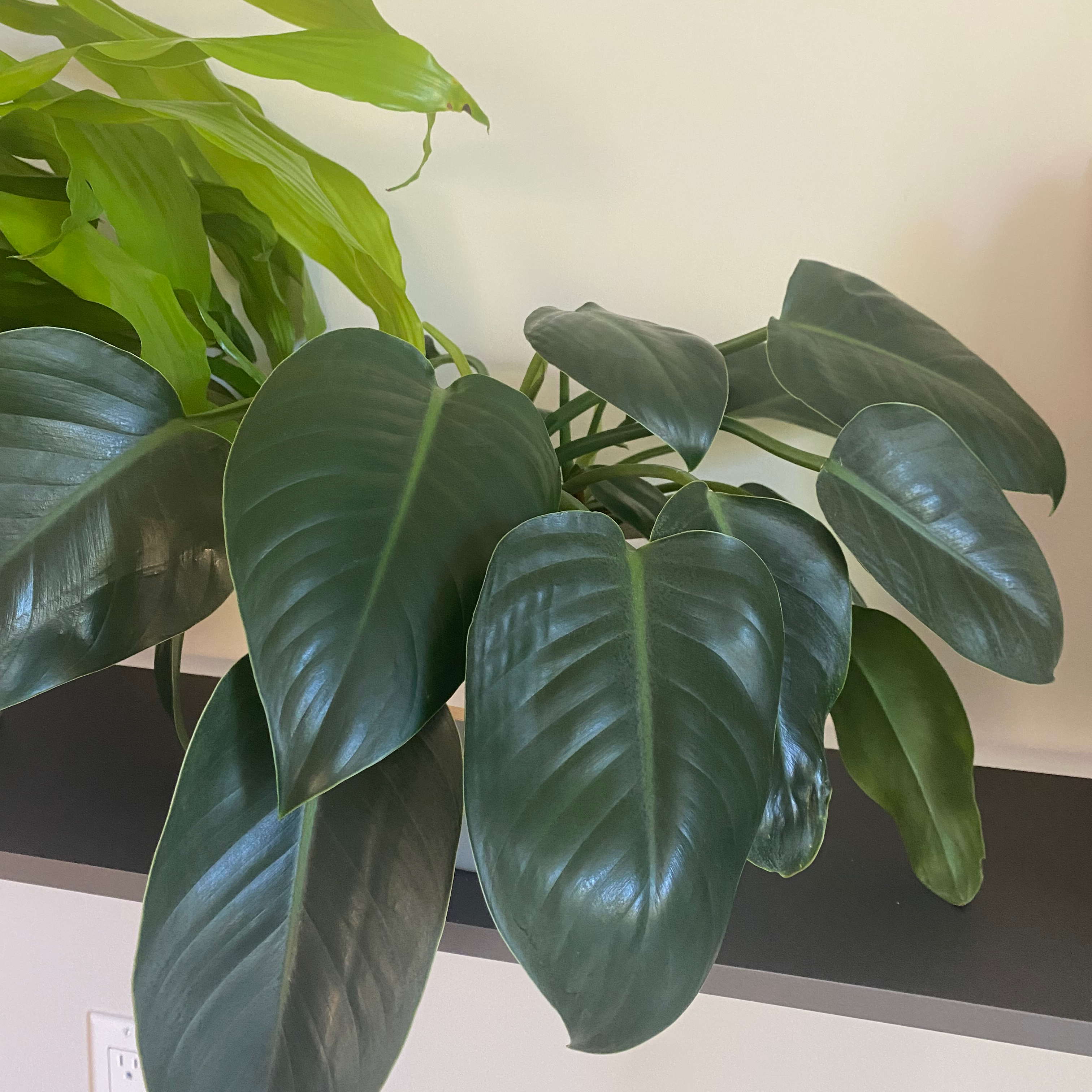 Philodendron 'Congo' plant with large, glossy, dark green leaves.