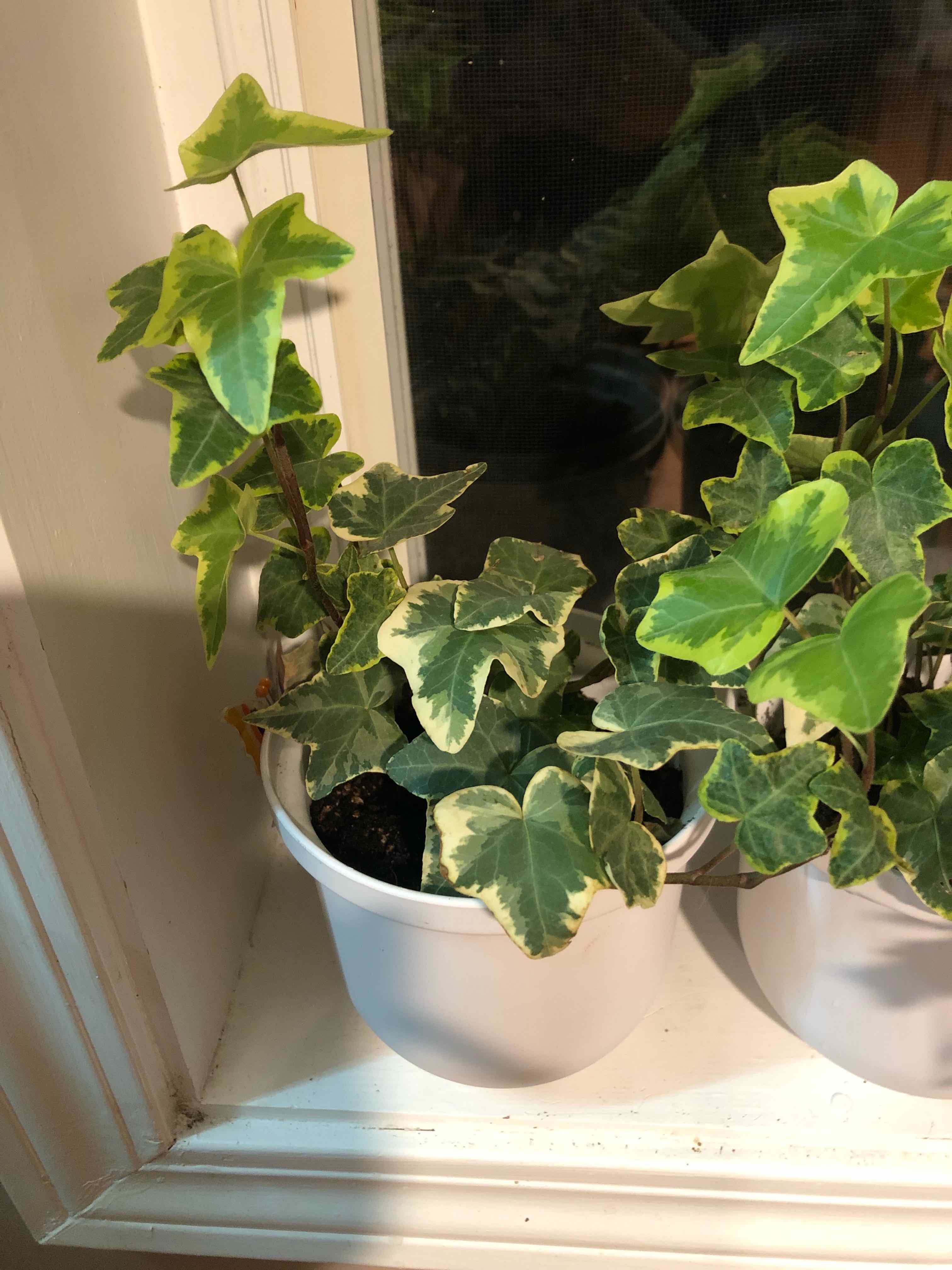 Two English Ivy 'Goldchild' plants in white pots on a windowsill with variegated green and yellow leaves.
