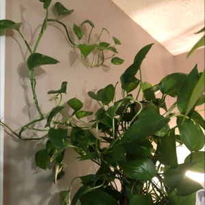 Golden Pothos plant photo by Severine named Gray on Greg, the plant care app.