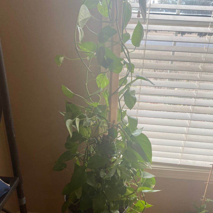 Golden Pothos plant photo by @Severine named Gray on Greg, the plant care app.