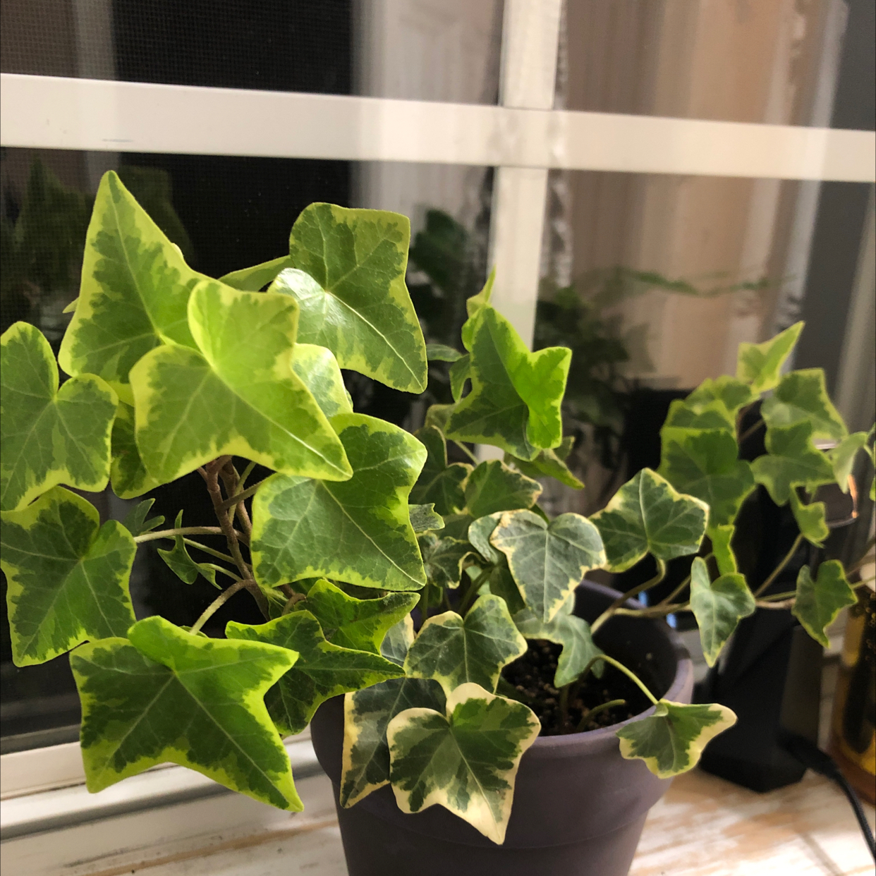 English Ivy 'Goldchild' plant in a pot near a window with variegated green and yellow leaves.
