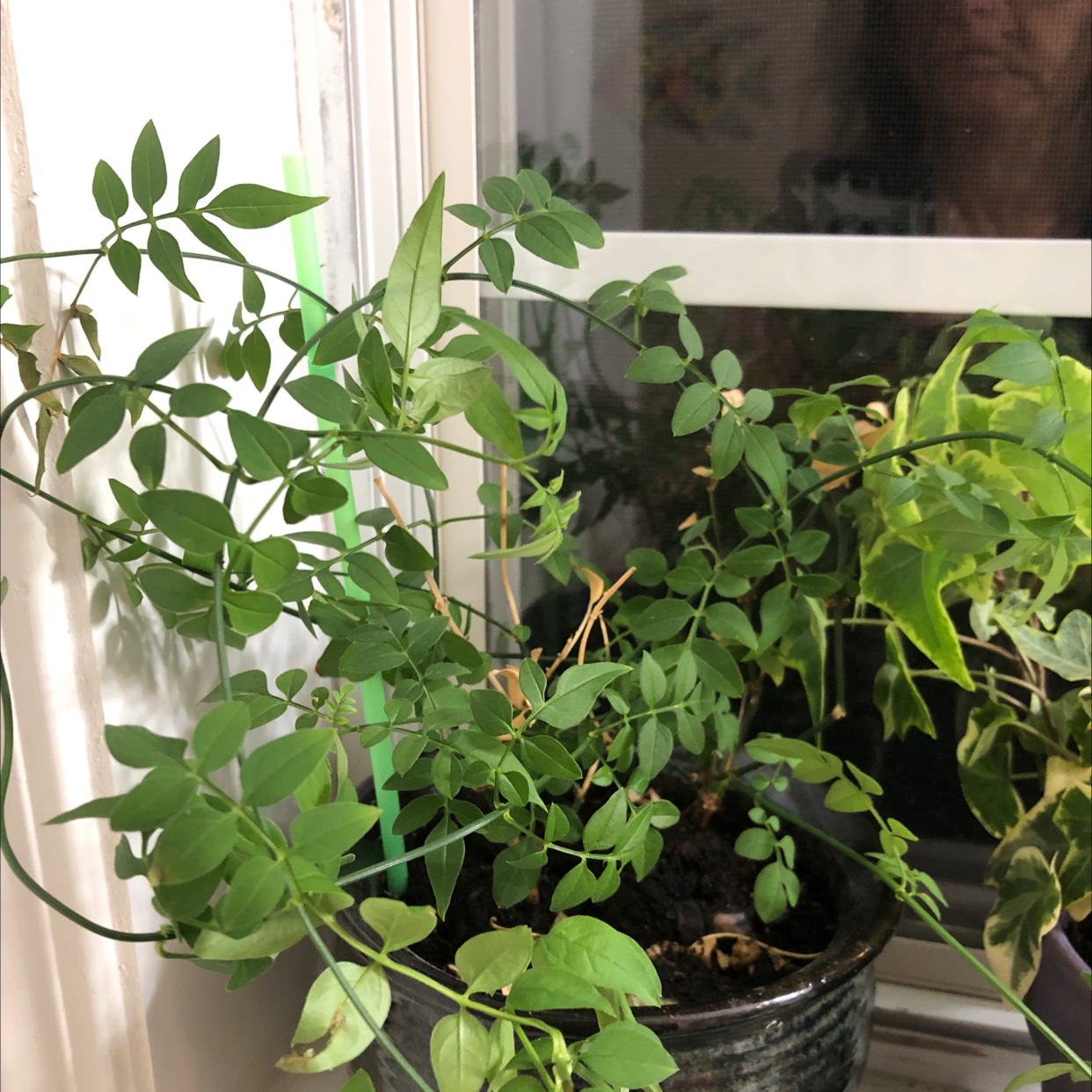 Potted White Jasmine plant with green leaves, visible soil, and a background reflection.