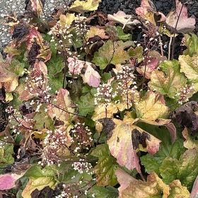 Photo of the plant species Coral Bells by @WinAnacua named Bruce Lee on Greg, the plant care app