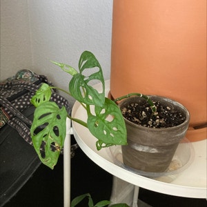 Window Leaf plant photo by @somehomevideos named mona on Greg, the plant care app.