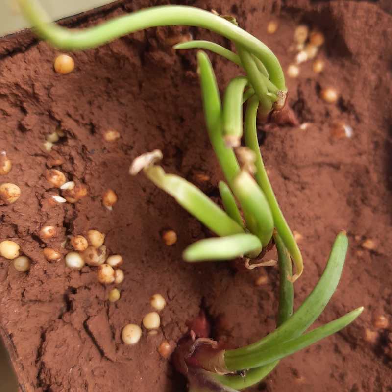 Surprise sprouting onions after 4 days