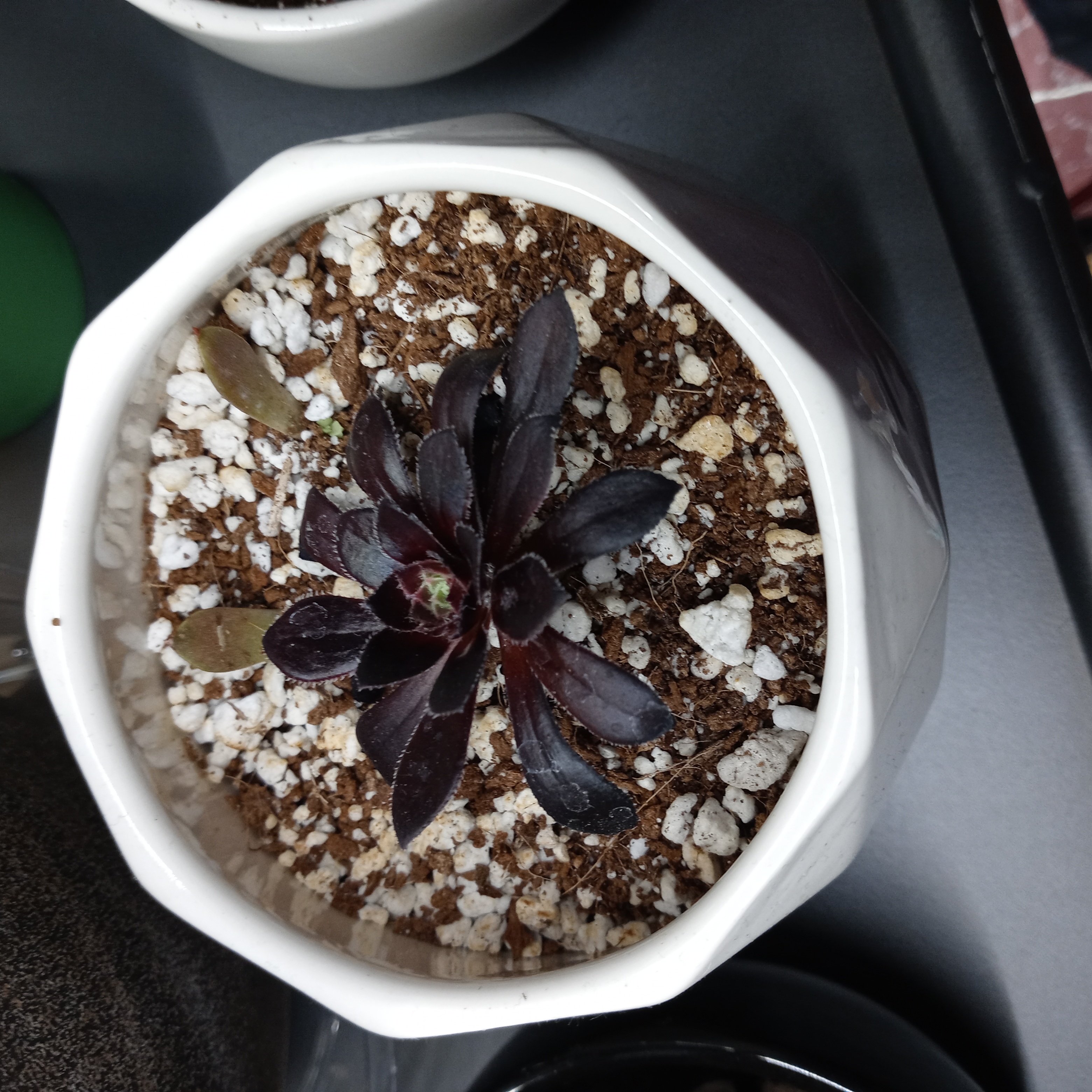 Aeonium arboreum 'Zwartkop' plant in a white pot with visible soil.