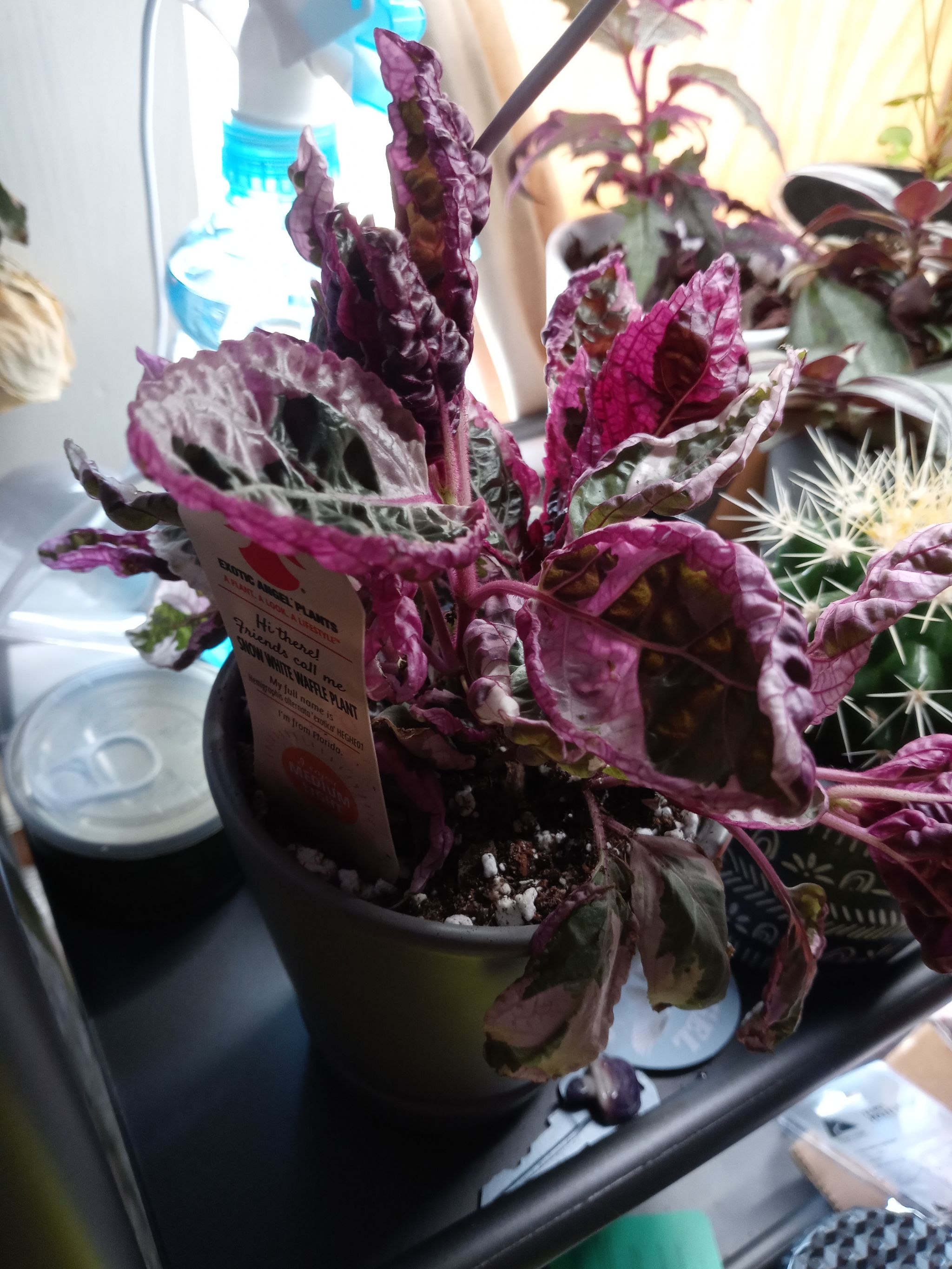 Photo from the post