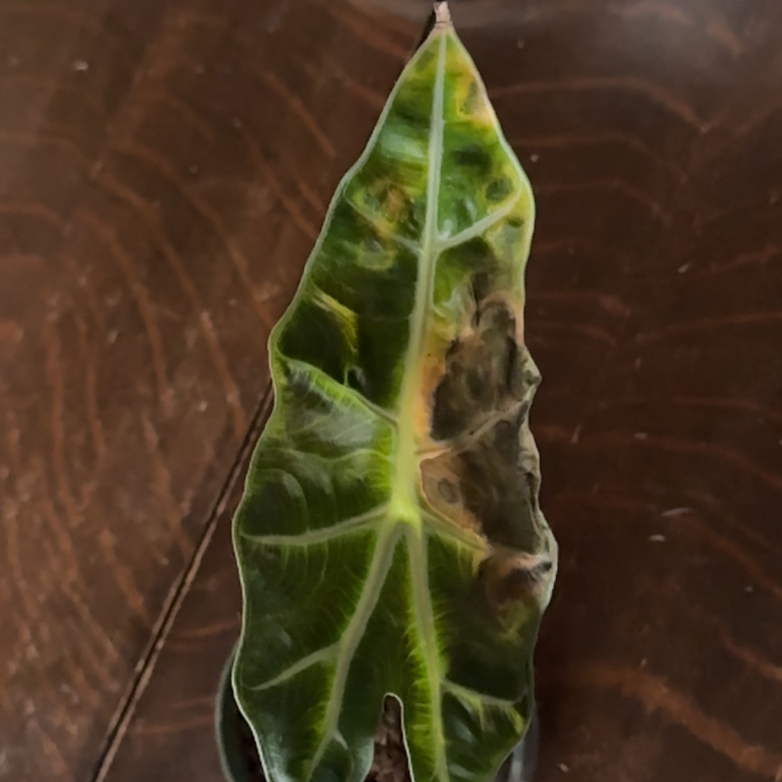 Leaf of an Italian Arum plant with visible yellowing and browning.