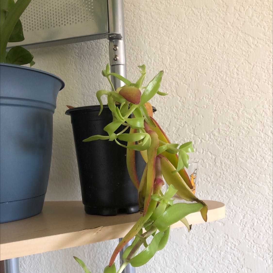 Hottentot Fig plant in a black pot on a wooden shelf, with elongated, fleshy leaves.