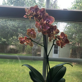 Mini Phalaenopsis Orchid plant in Denton, Texas