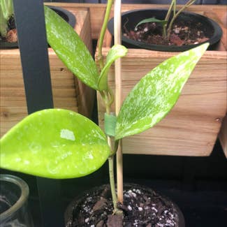 Hoya pubicalyx 'Splash' plant in Denton, Texas