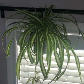 Curly Spider Plant plant in Denton, Texas