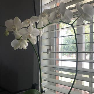 Phalaenopsis Orchid plant in Denton, Texas
